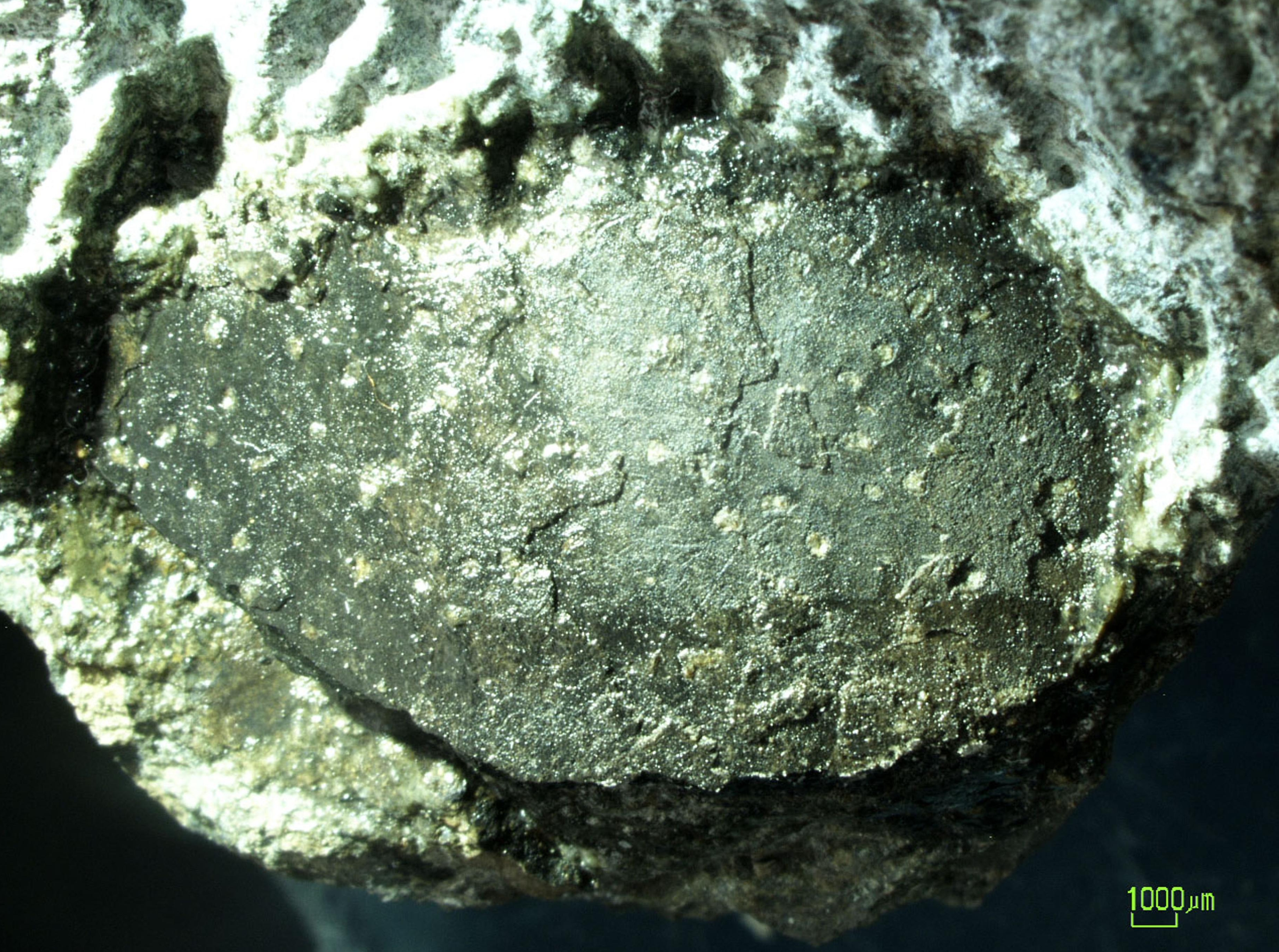 化石 恐竜 卵 標本 鉱物 本物 ハドロサウルス 恐竜の卵化石大形現品