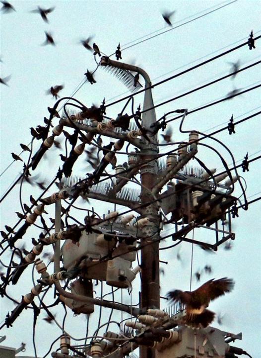 迷惑ムクドリ タカで一掃 四日市の市街地 １万羽に 不意打ち イザ