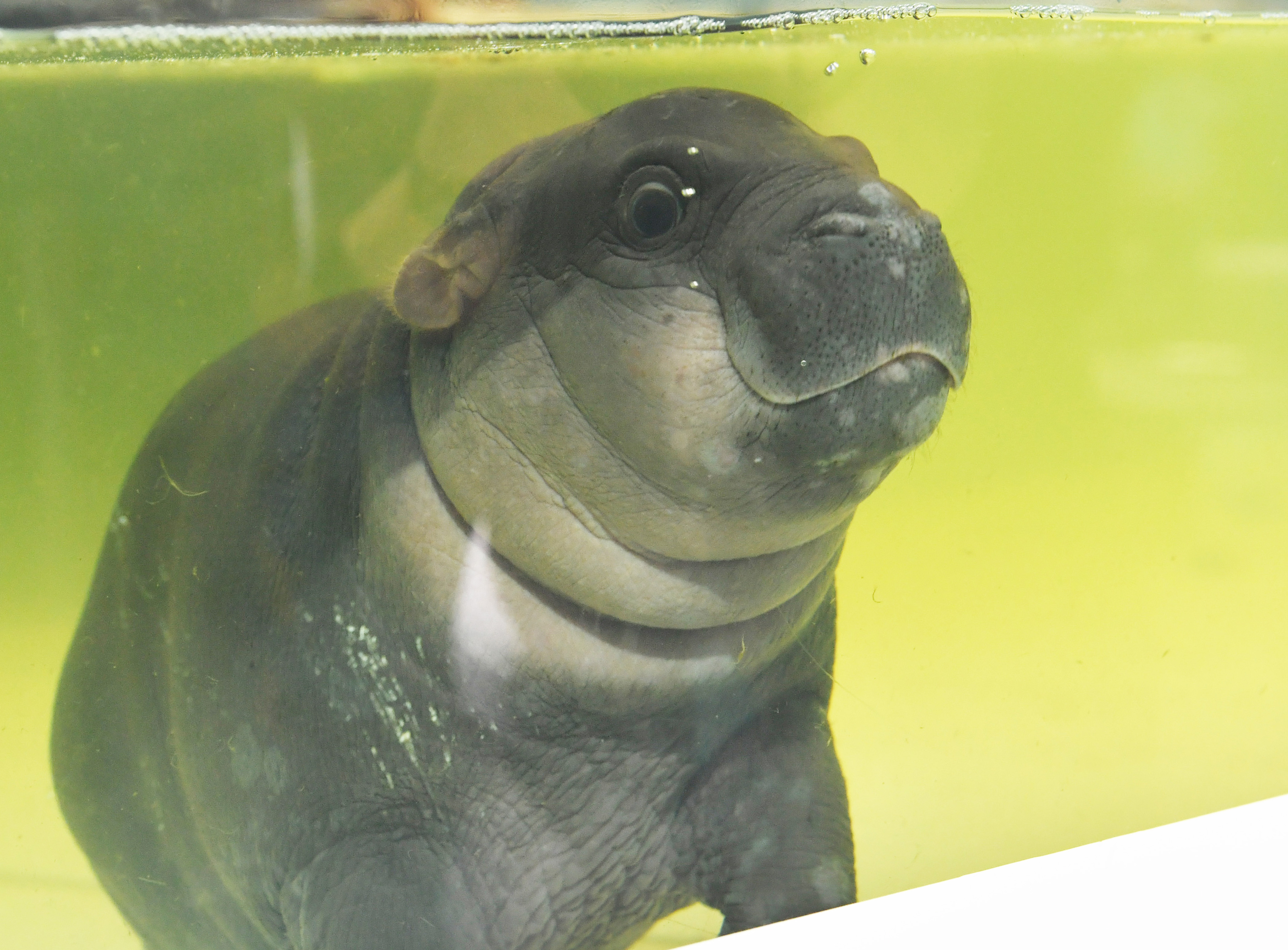 動画】【どうぶつ園のニューフェース】好奇心旺盛の甘えん坊 ミニカバ