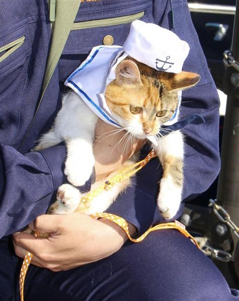 関西の議論 捨て猫が招き猫に たま駅長 に続け 三毛猫船長 ミーちゃん 奮闘中 兵庫 但馬海岸 1 4ページ 産経ニュース