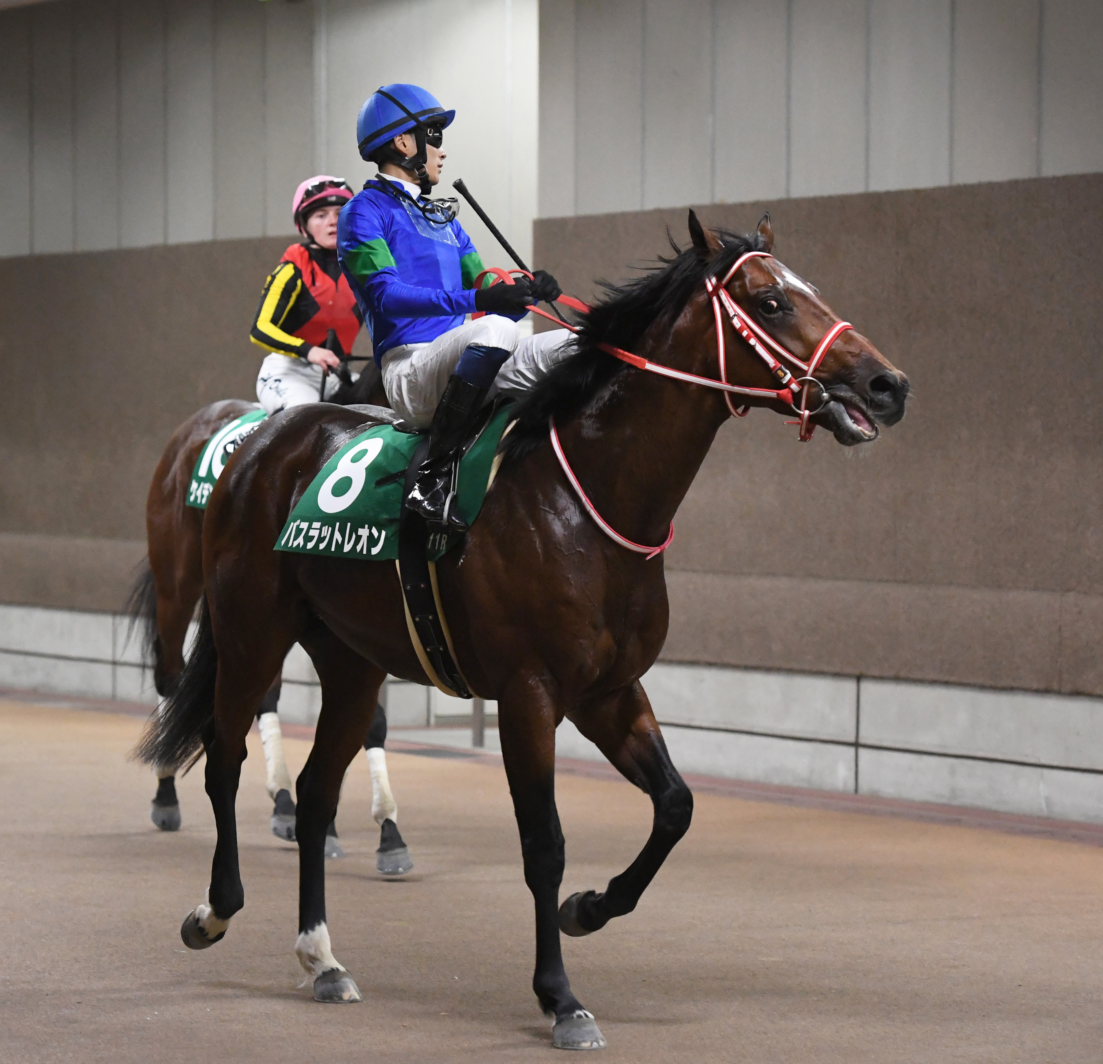 バスラットレオン、ＪＢＣスプリントでモレイラ騎手と初コンビ