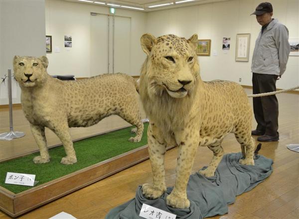 ちょい怖？西宮で「レオポン」の剥製展示 昭和30年代生まれ、阪神