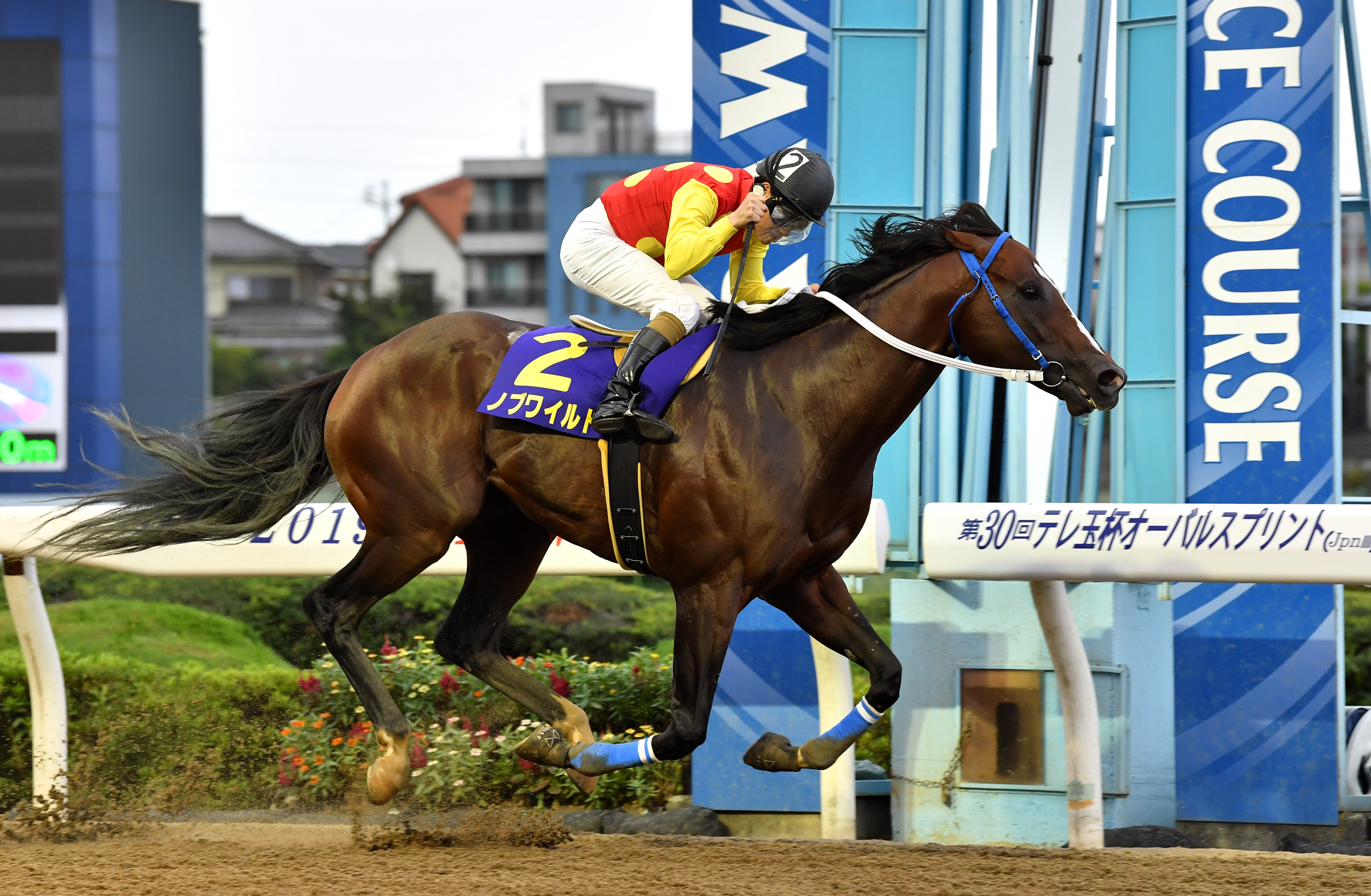 TUBE」のボーカル前田亘輝氏の所有馬として知られたノブワイルド