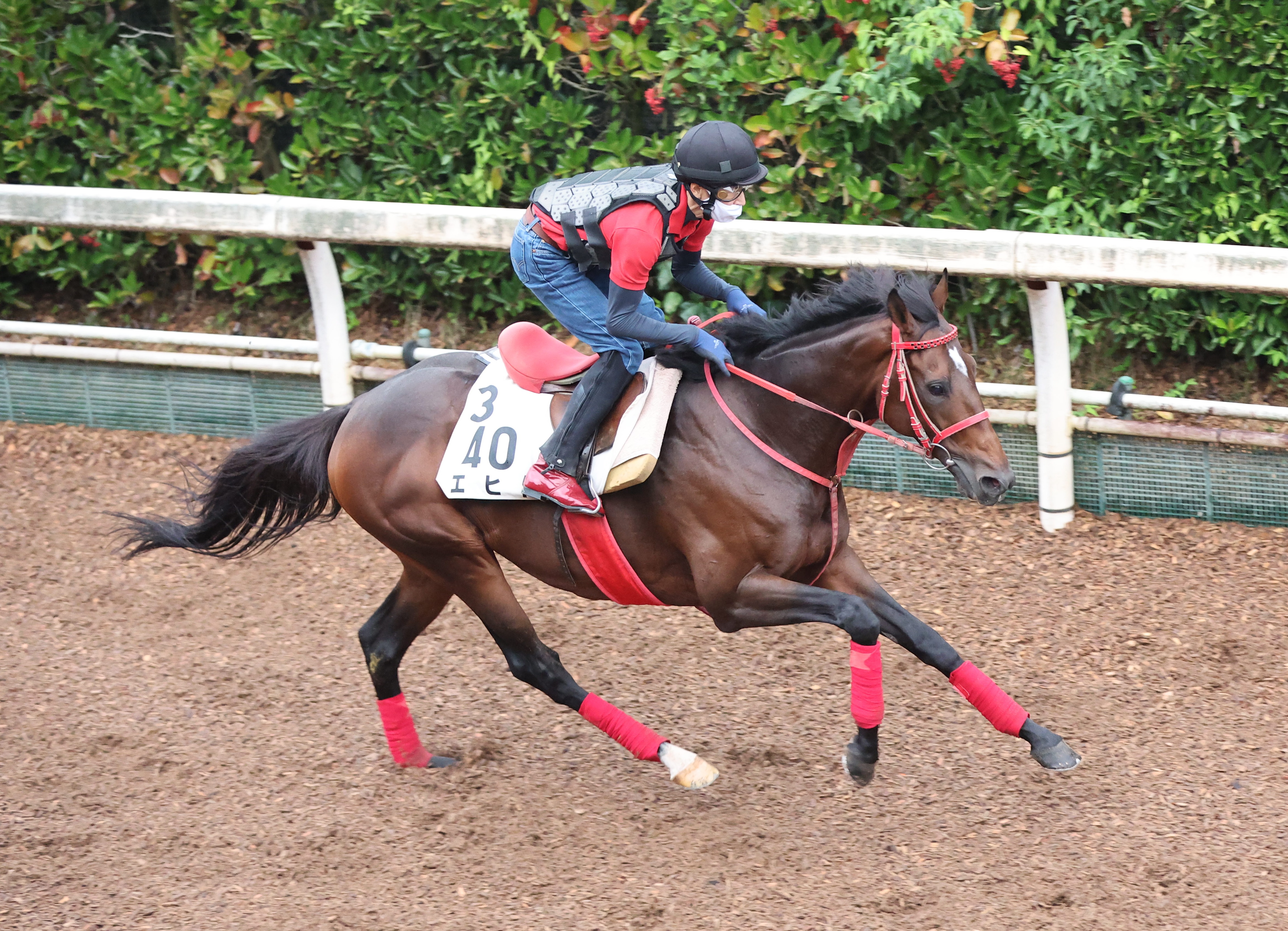 【産経賞オールカマー】エヒト、本追い切りは調整程度も「変わら ...