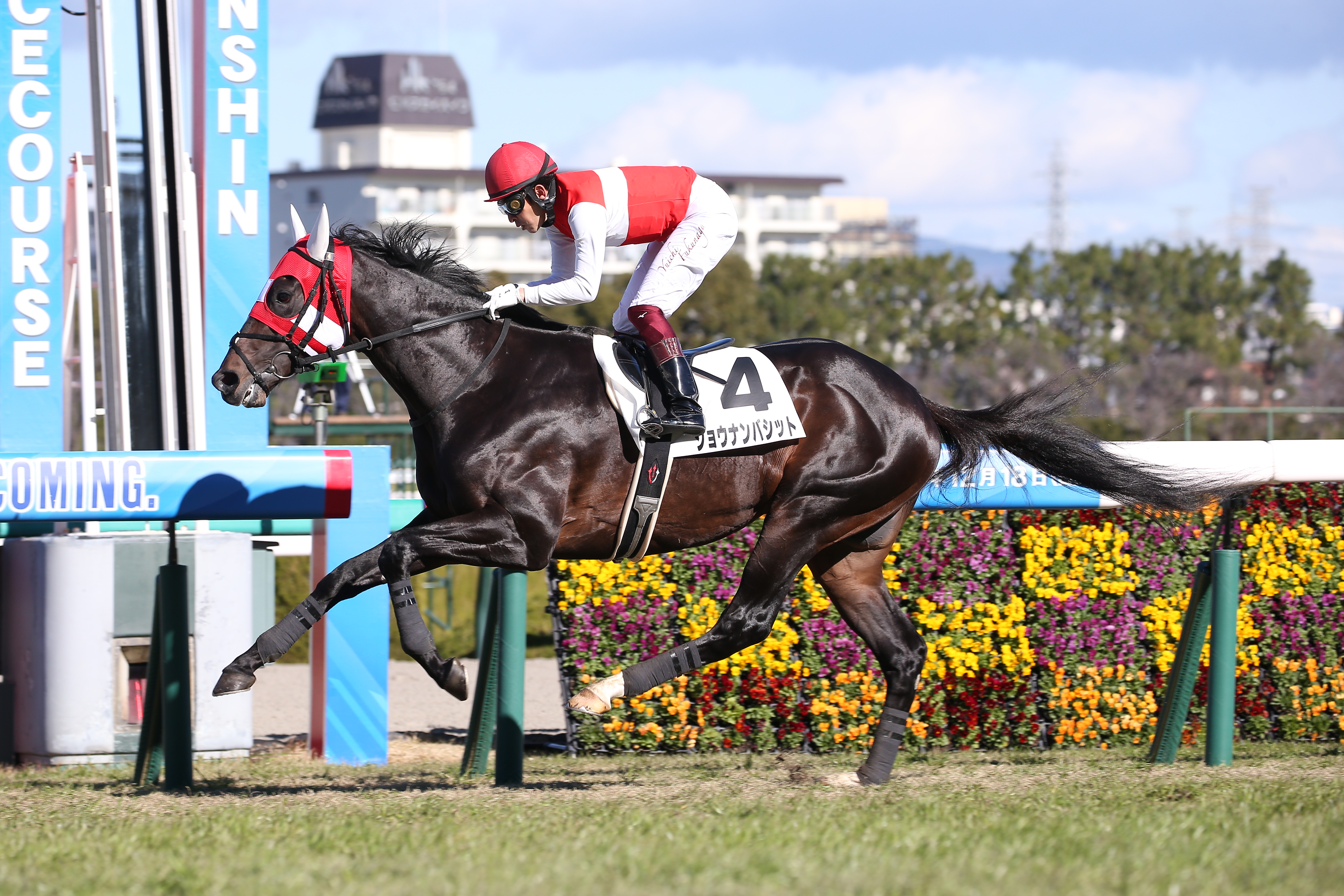 【３歳以上次走報】神戸新聞杯７着ショウナンバシットは菊花賞へ