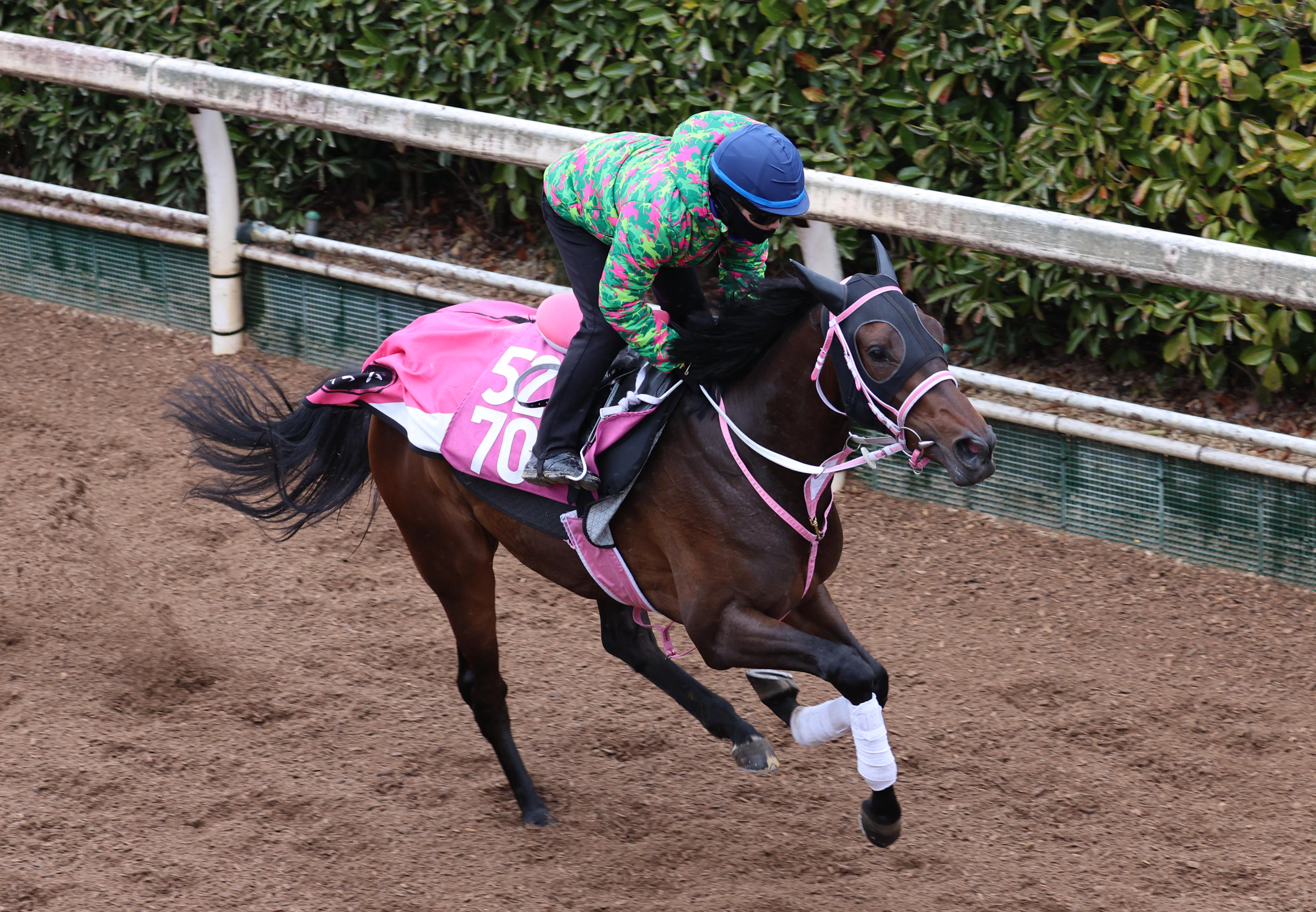 チューリップ賞 追い切り】阪神JF3着タイセイボーグ仕上げ万全 松下師