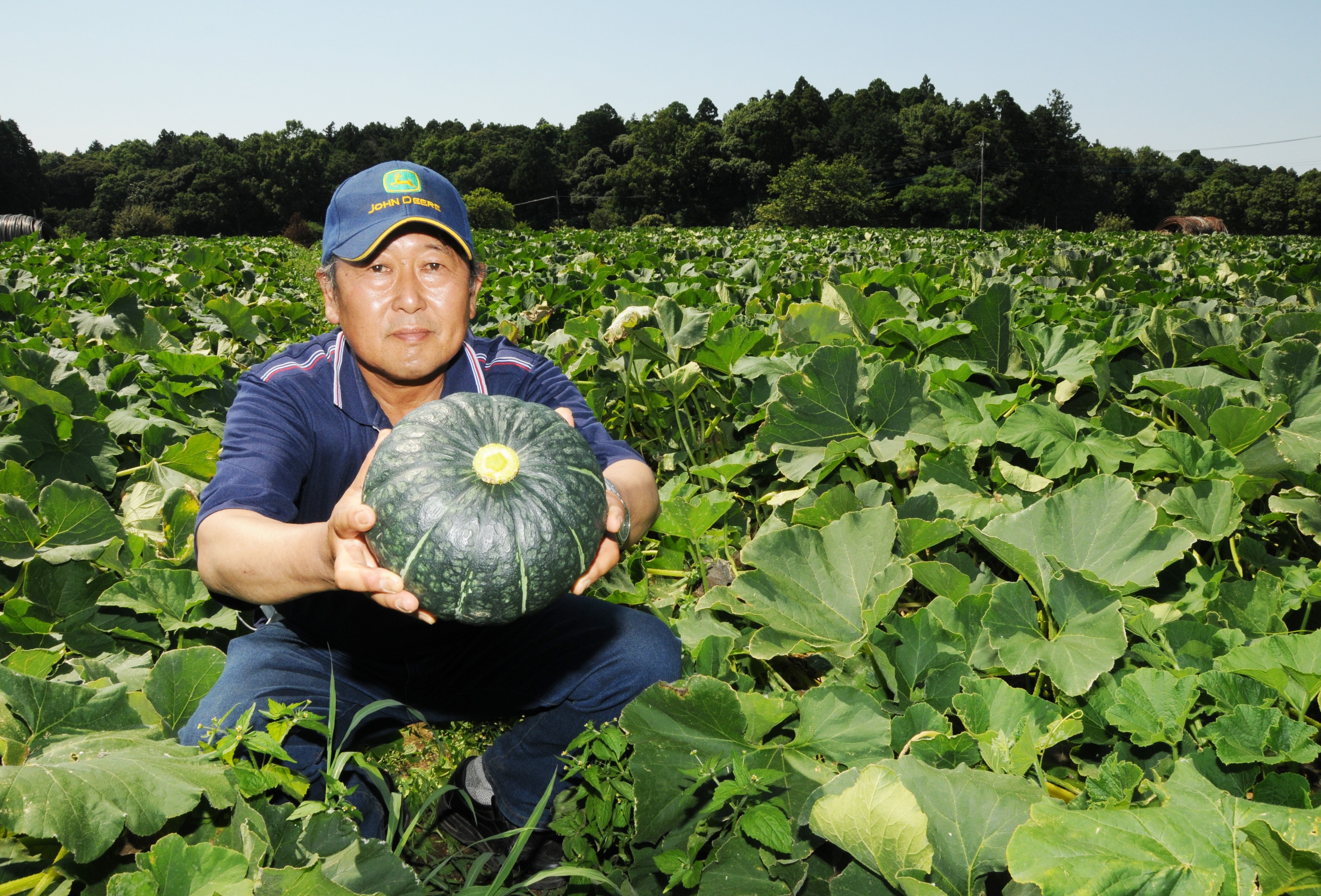 食の王国いばらき】茨城の「江戸崎かぼちゃ」 手間ひまかけた完熟の味