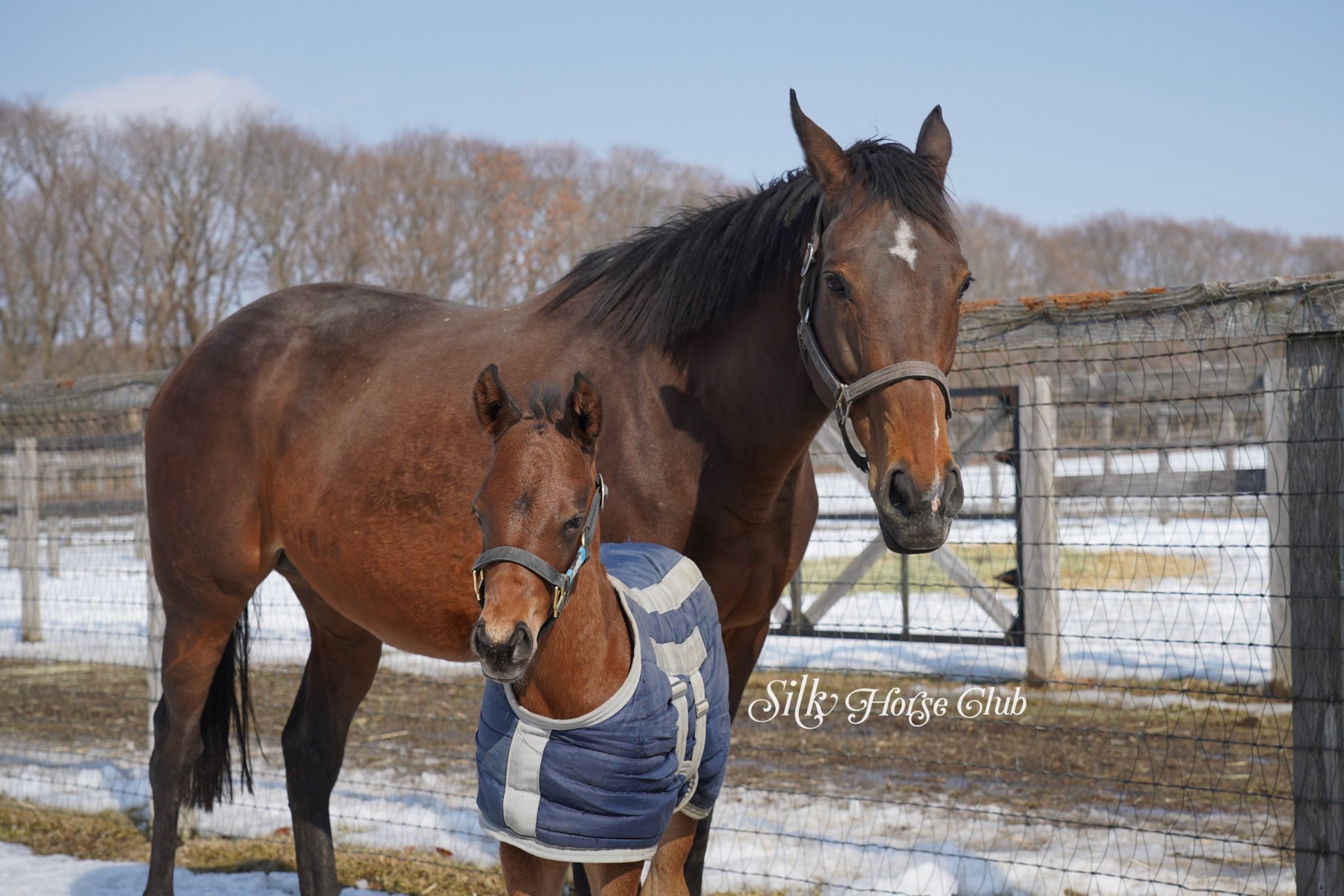 アーモンドアイが父イクイノックスの牡馬を出産！ 父母合わせてGⅠ15勝