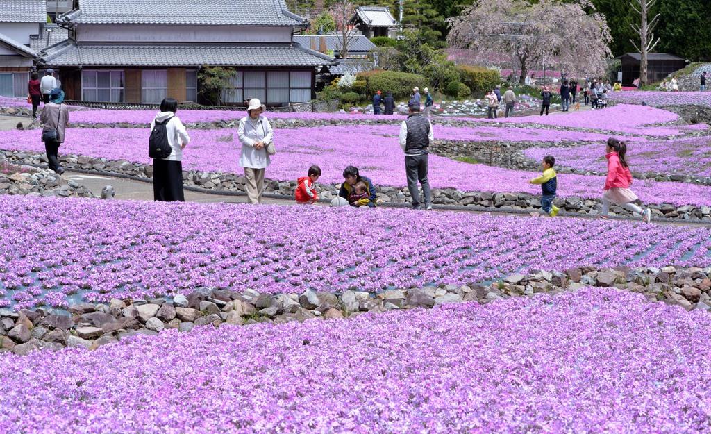 シバザクラ色鮮やか 兵庫 三田の観光庭園 産経ニュース