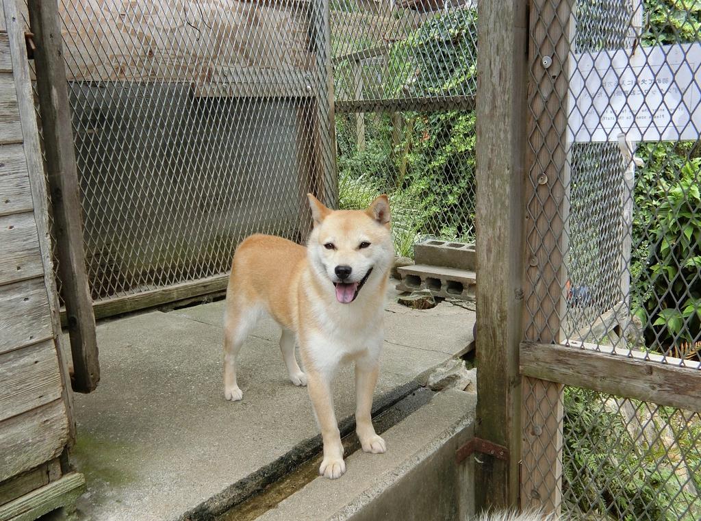 コロナ禍で高まるペット需要 飼い主の覚悟に募る懸念 1 2ページ 産経ニュース