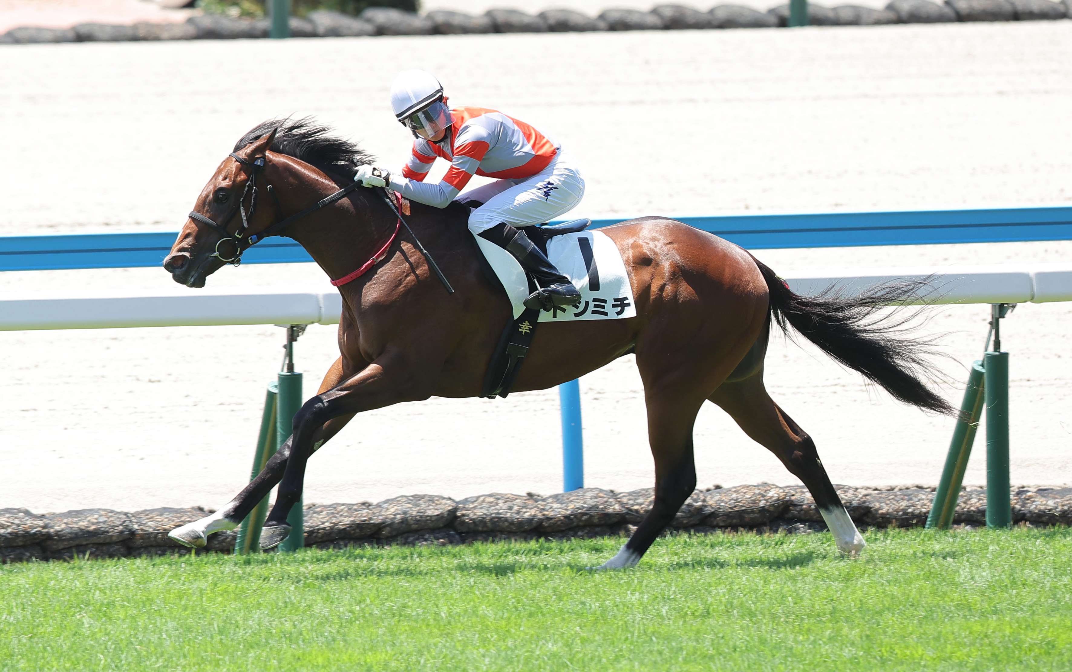 2歳次走報】九州産新馬戦Vのトシミチはひまわり賞で連勝狙う