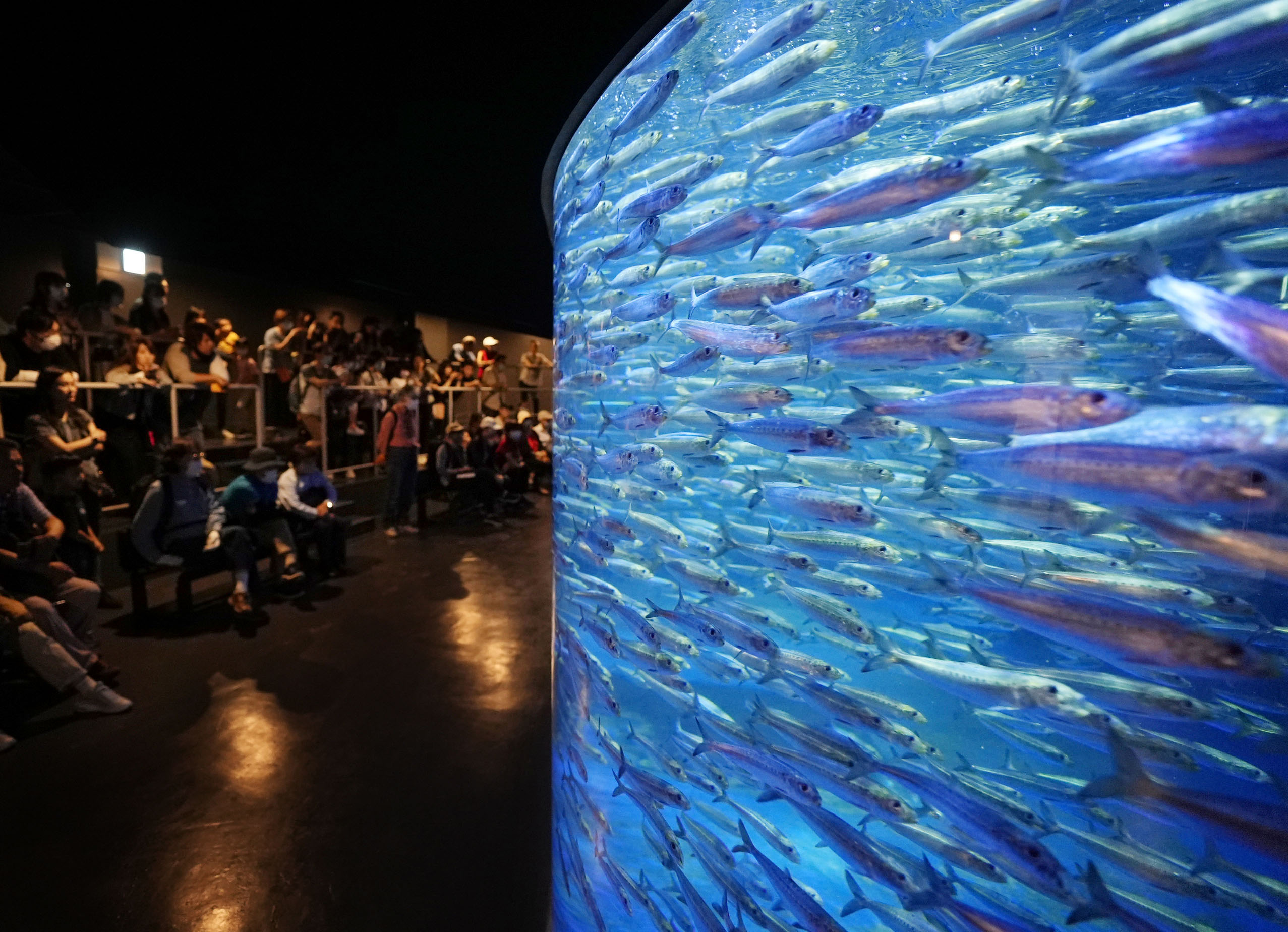 マイワシ1万匹、キラキラ「銀河水槽」 北海道・登別 - 産経ニュース