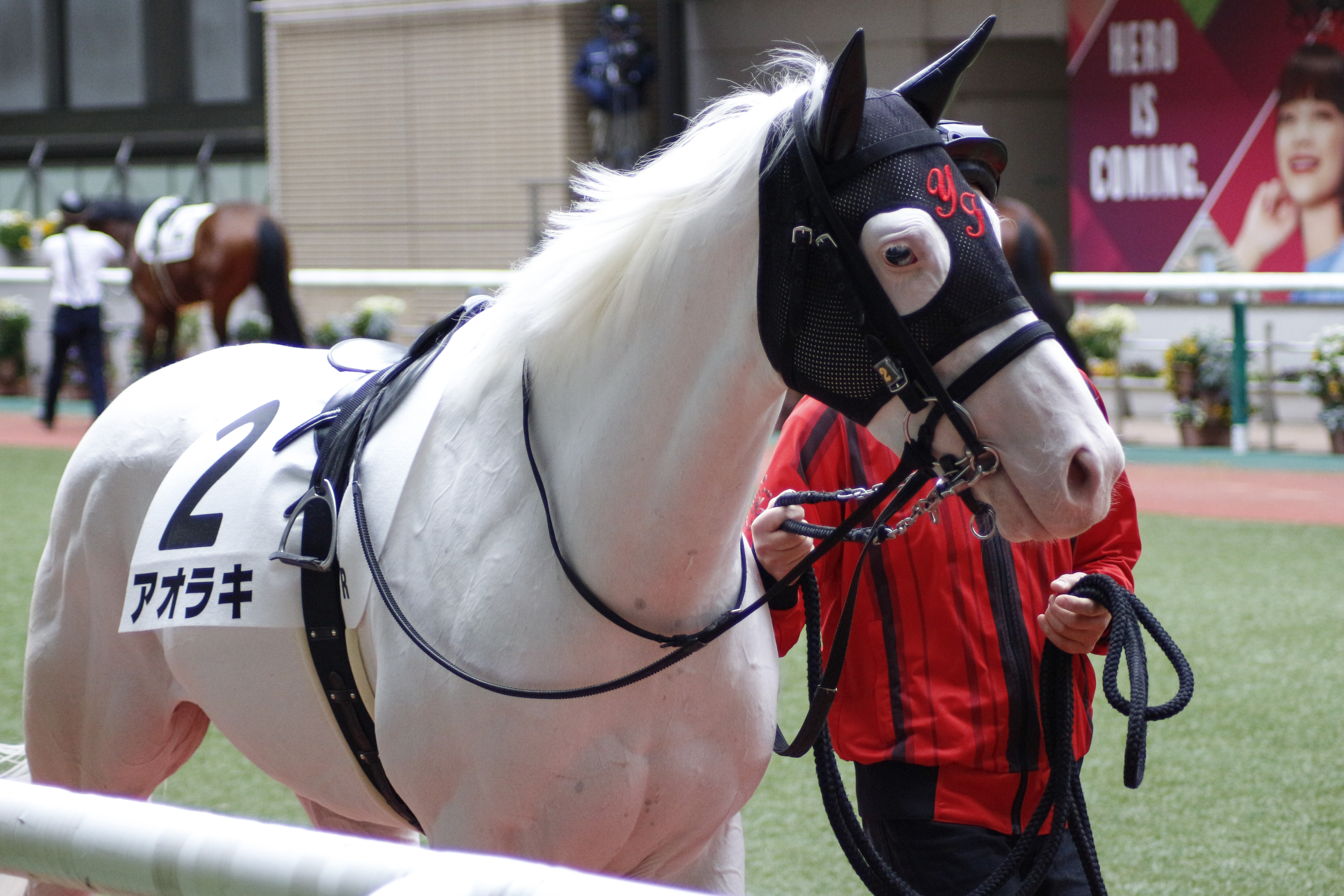 白毛馬アオラキが予後不良 小沢大仁騎手は頭部負傷で16日も乗り替わり