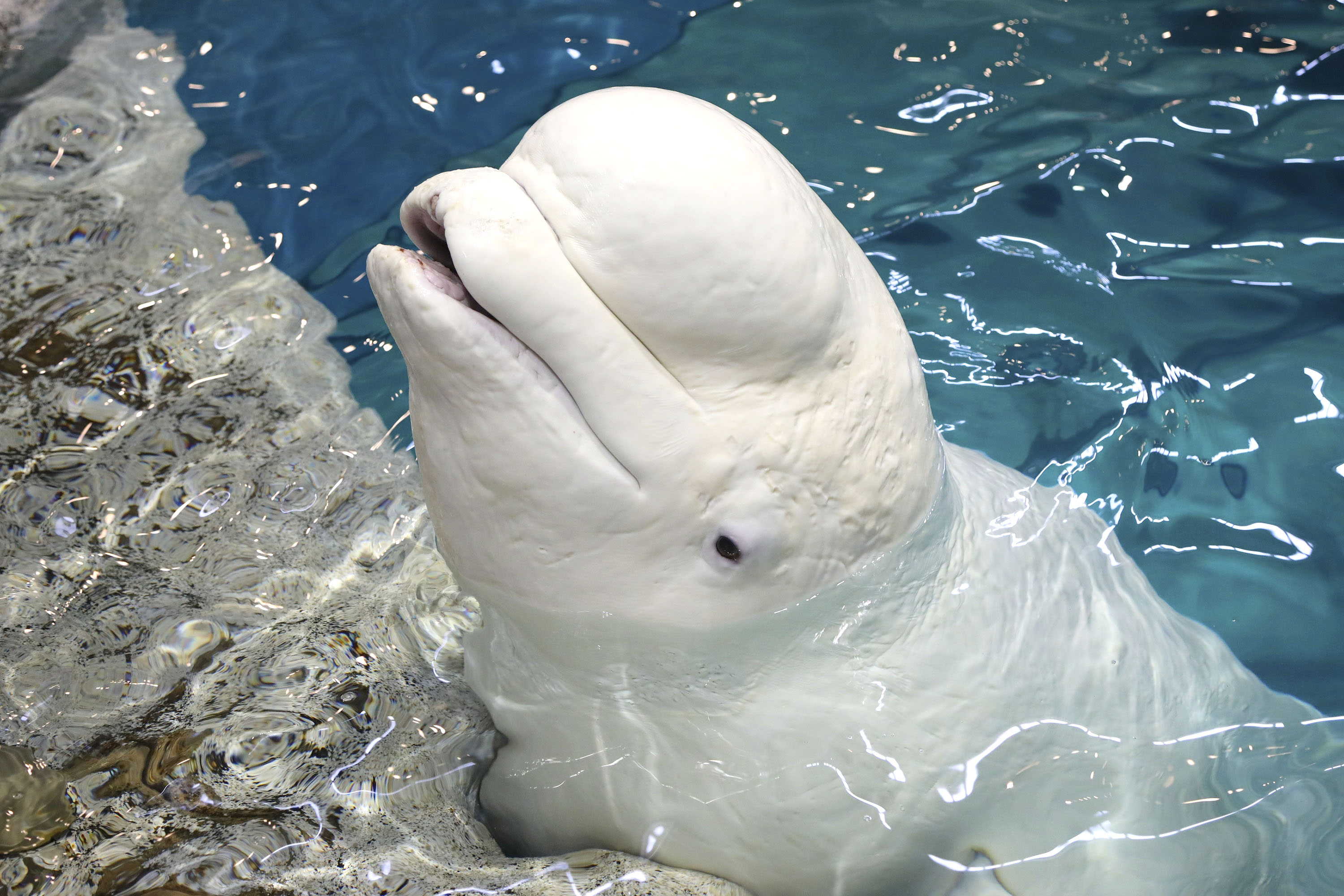 最高齢のシロイルカ死ぬ 名古屋港水族館の人気者 産経ニュース