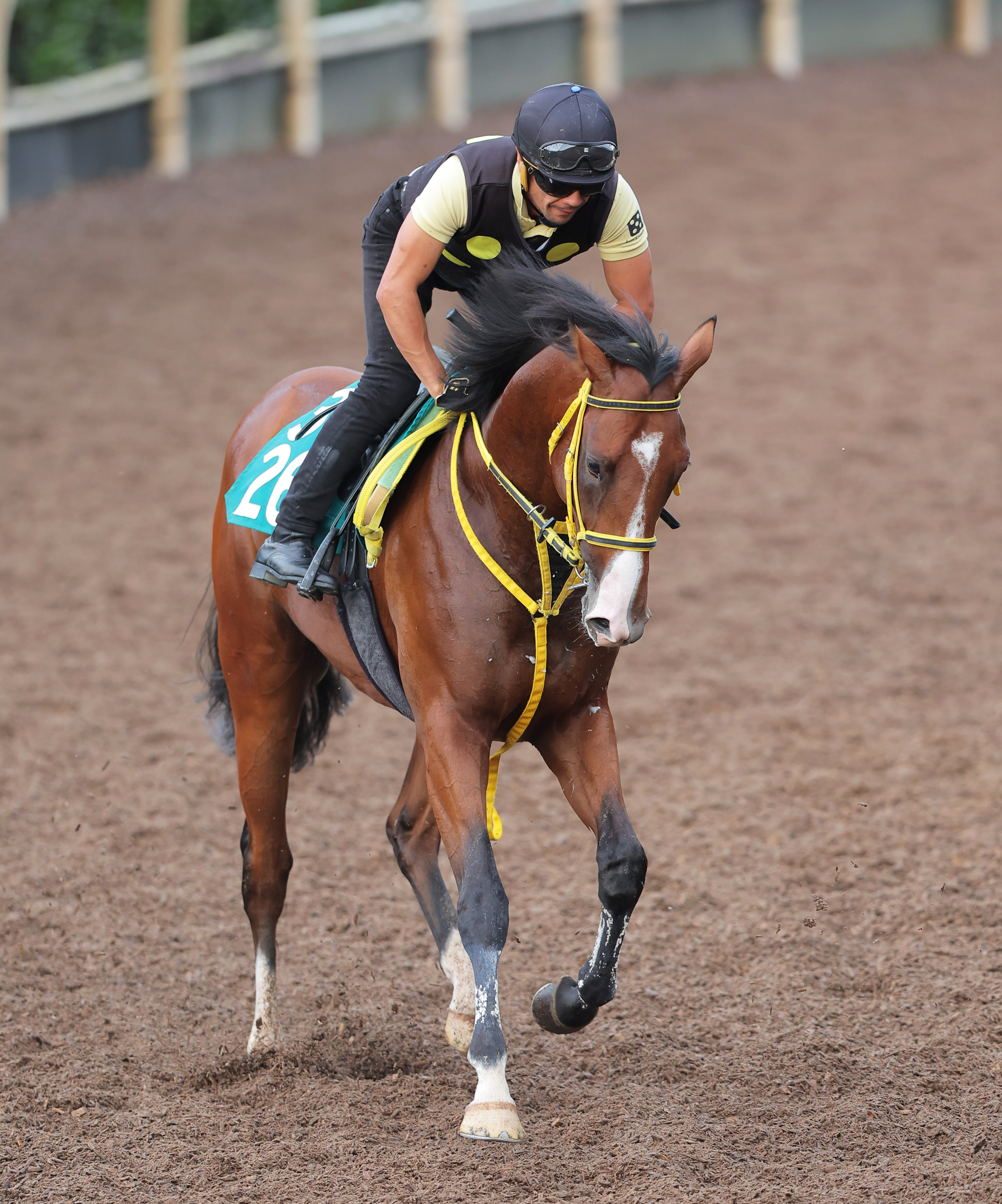 今週の注目新馬】クラウンインジエアの全兄は大阪杯覇者ジャック