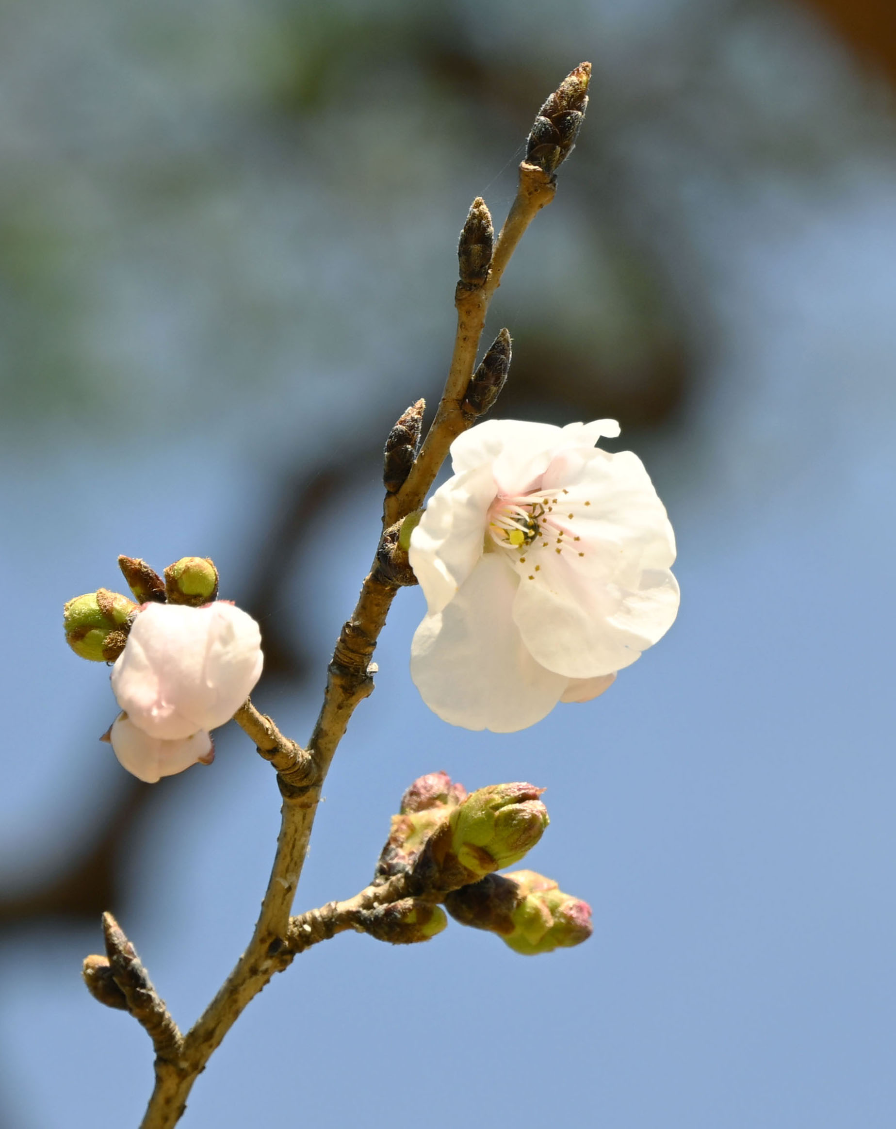 岐阜と高知で桜が開花、全国最速 平年より6～9日早く 1週間ほどで満開
