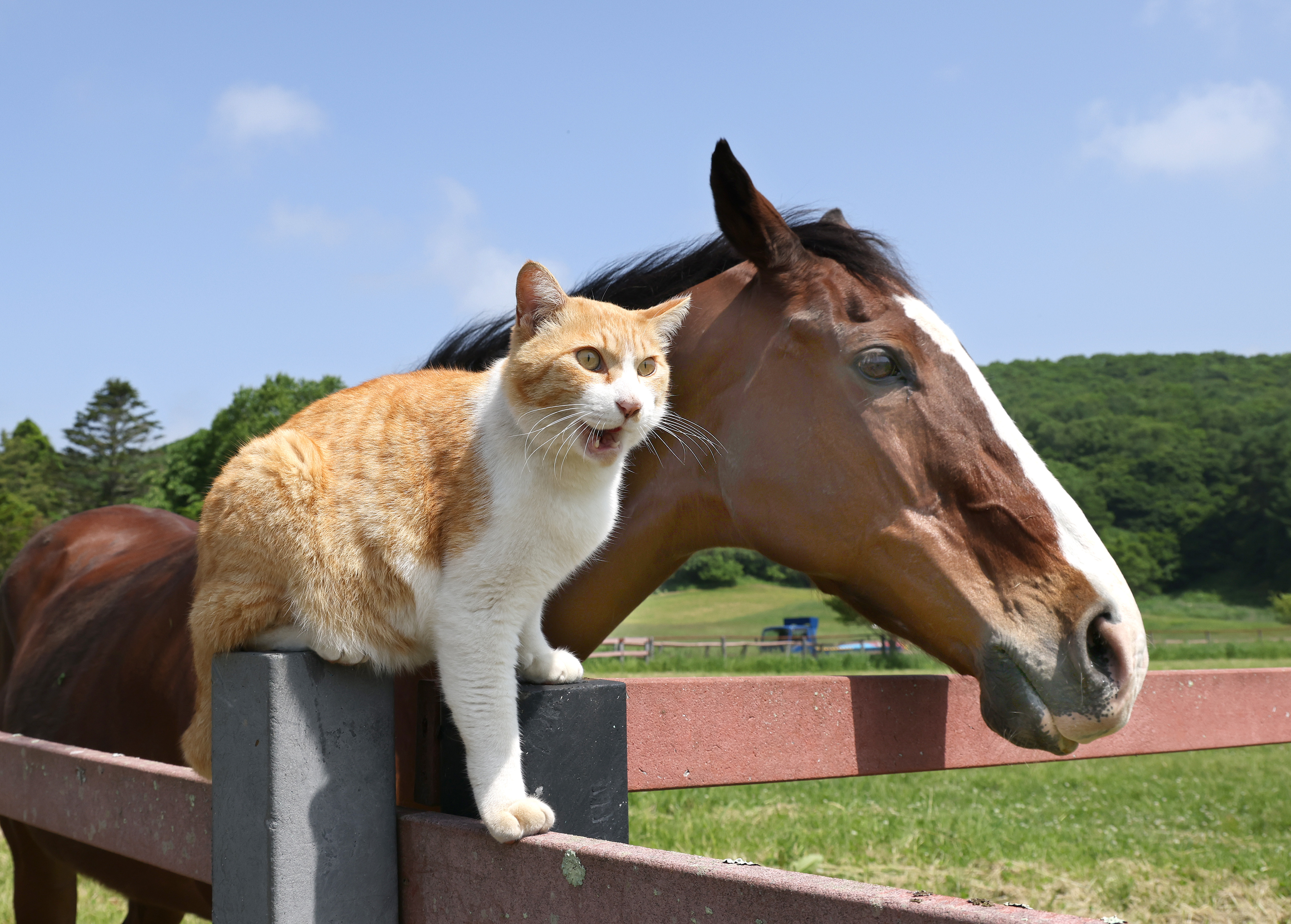 猫の相棒はGⅠ馬 「ネコパンチ」入厩でたまらず…北海道新冠町の養老 