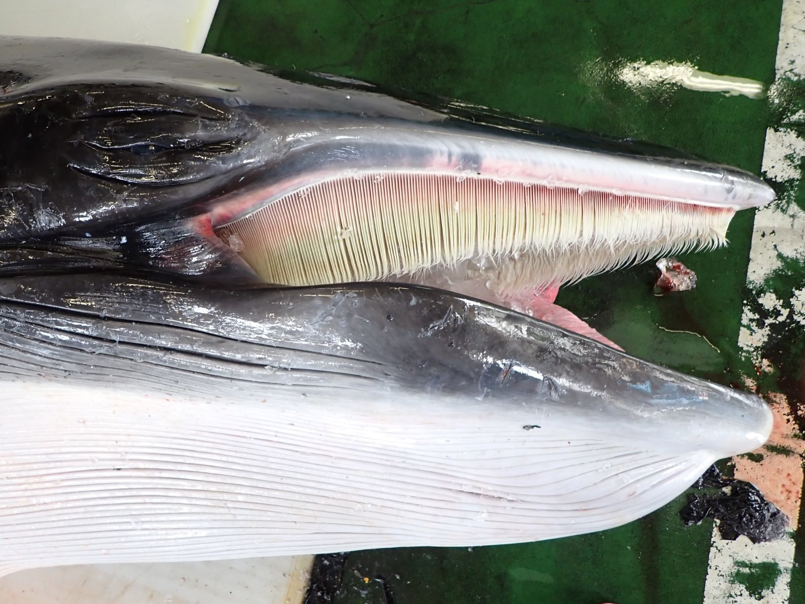 鯨の歯 くじら クジラ 鯨 歯 置物-