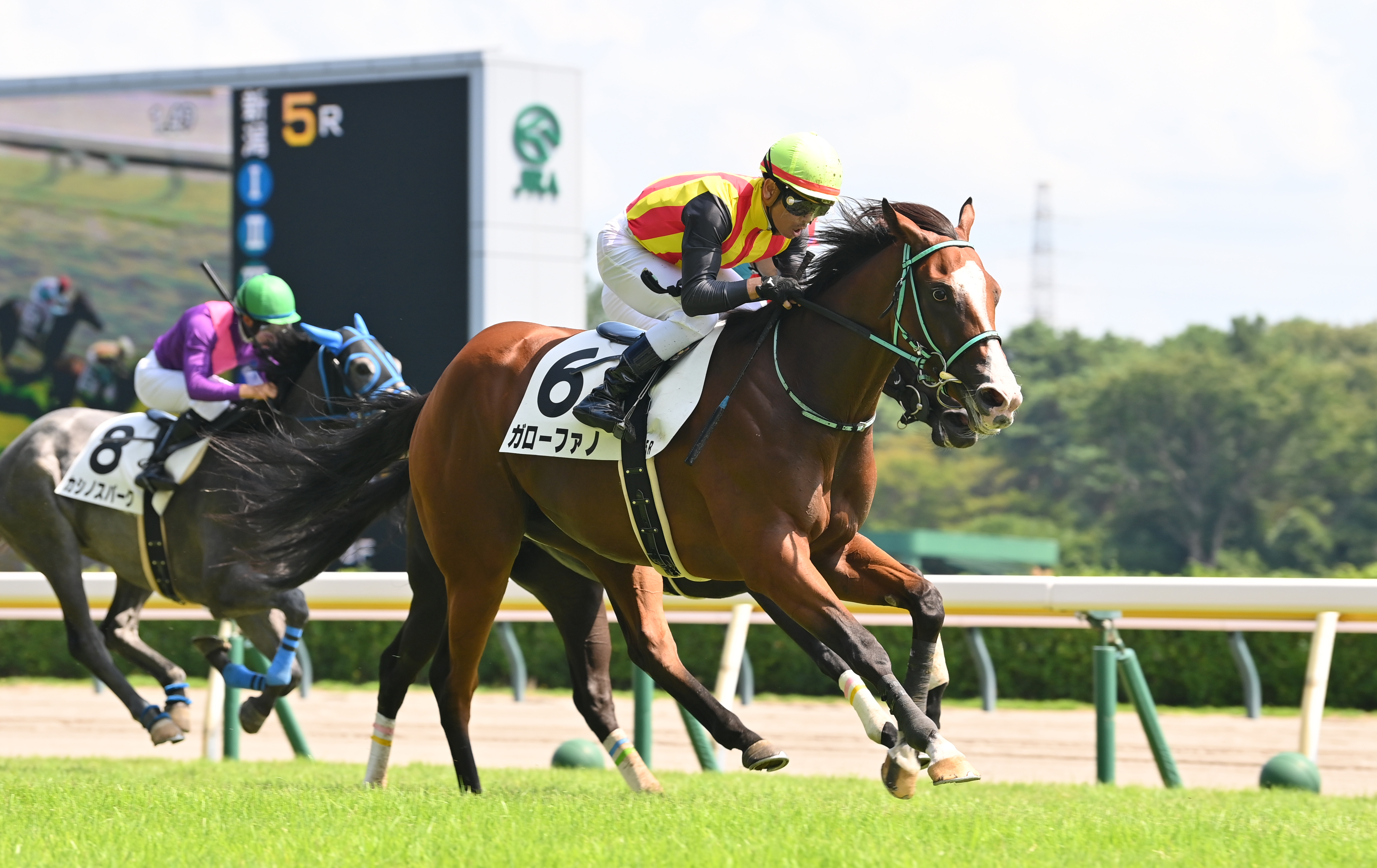 合う馬 2歳新馬・新潟5R】ガローファノが馬群の間から鋭く抜け出し快勝