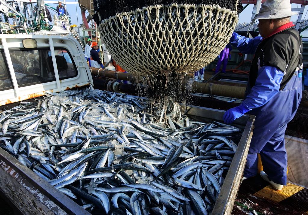 銚子漁港でサンマ初水揚げ 昨年より１カ月半遅れ 産経ニュース