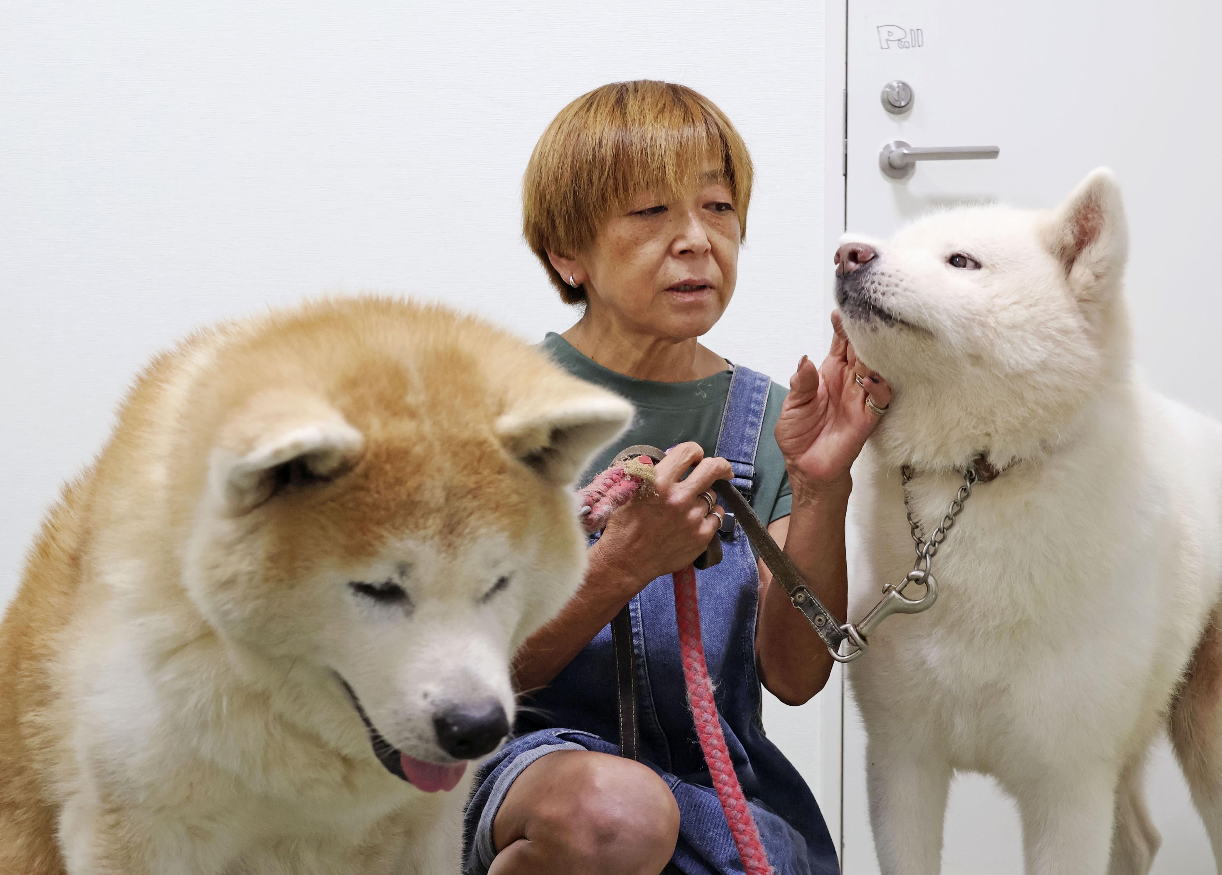 高齢の「忠犬ハチ公」秋田犬に幸せな余生を クラファンで寄付募る 