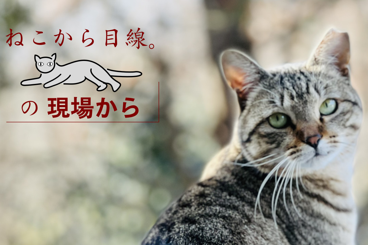 猫さんの殺処分は年間9000匹以上 命をつなぐ「保護譲渡」と「TNR」の