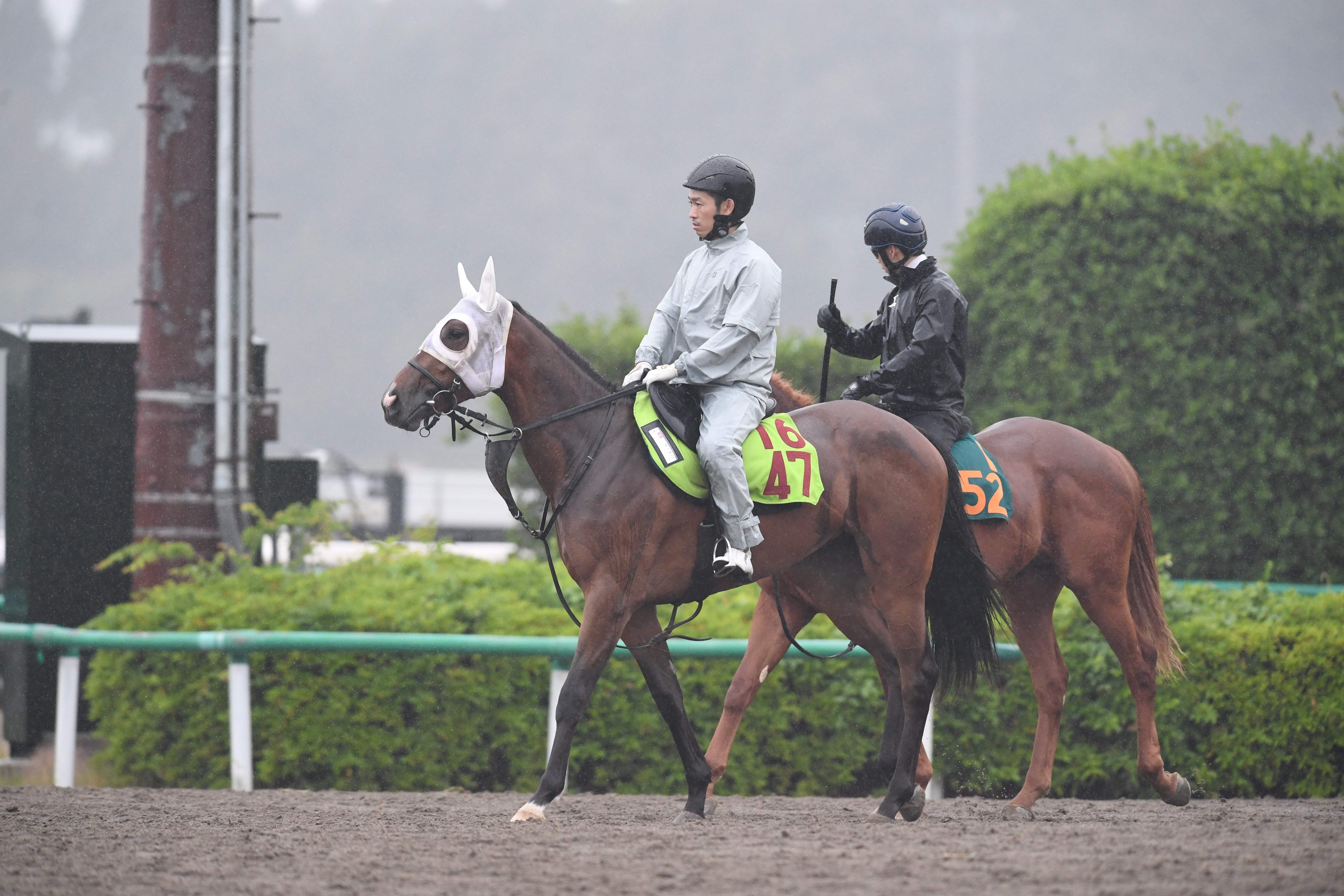 今日の注目新馬】オープン馬と互角に動くサリードゥ 津村騎手も好感触