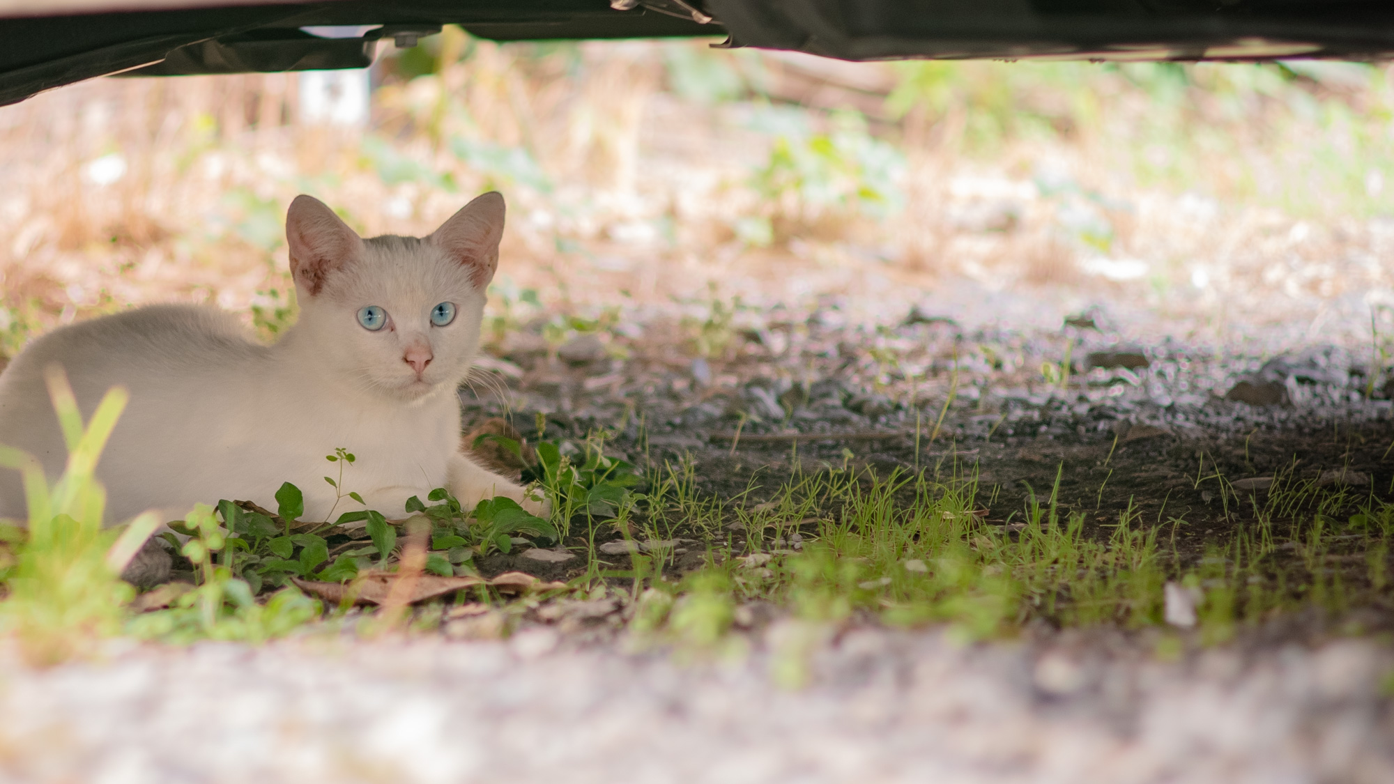 かわいそう」の声に負けない持続可能な関わりを ノラ猫さんとの距離感