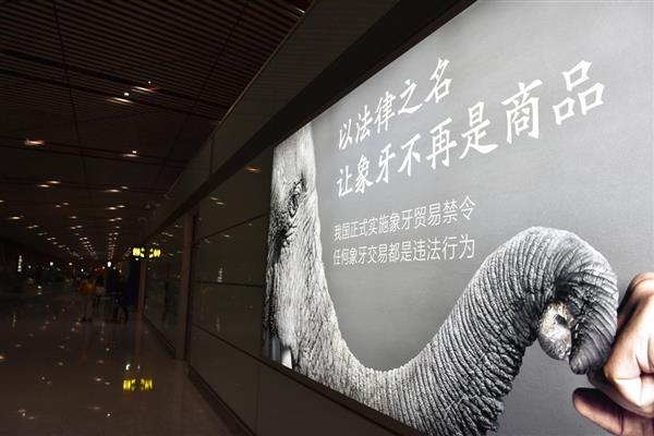 中国が象牙取引禁止の成果アピール 代替品「マンモスの牙」取引活発化