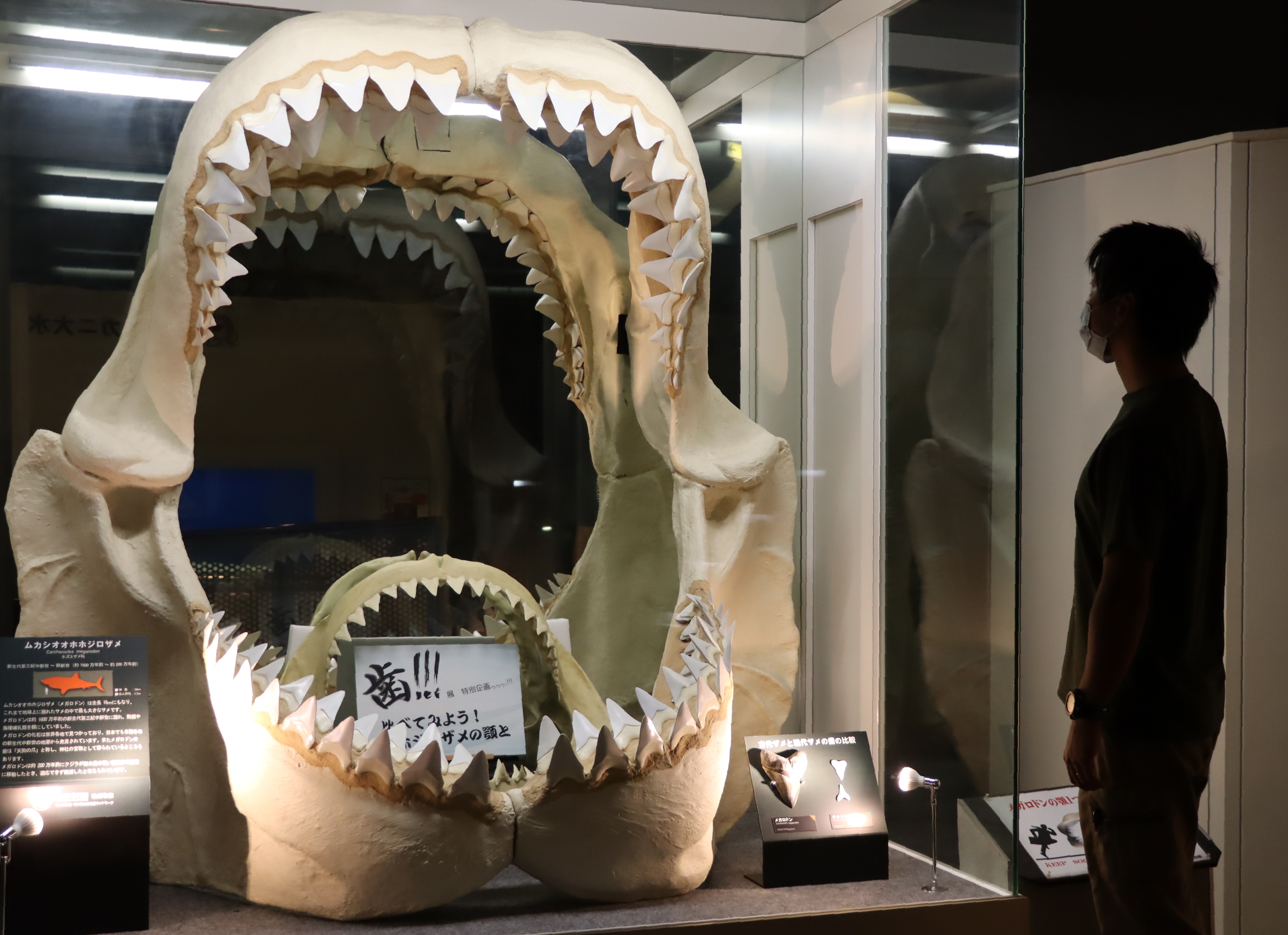 枚数限定 サメの歯 [MG211] メガロドン | eclatpharma.in