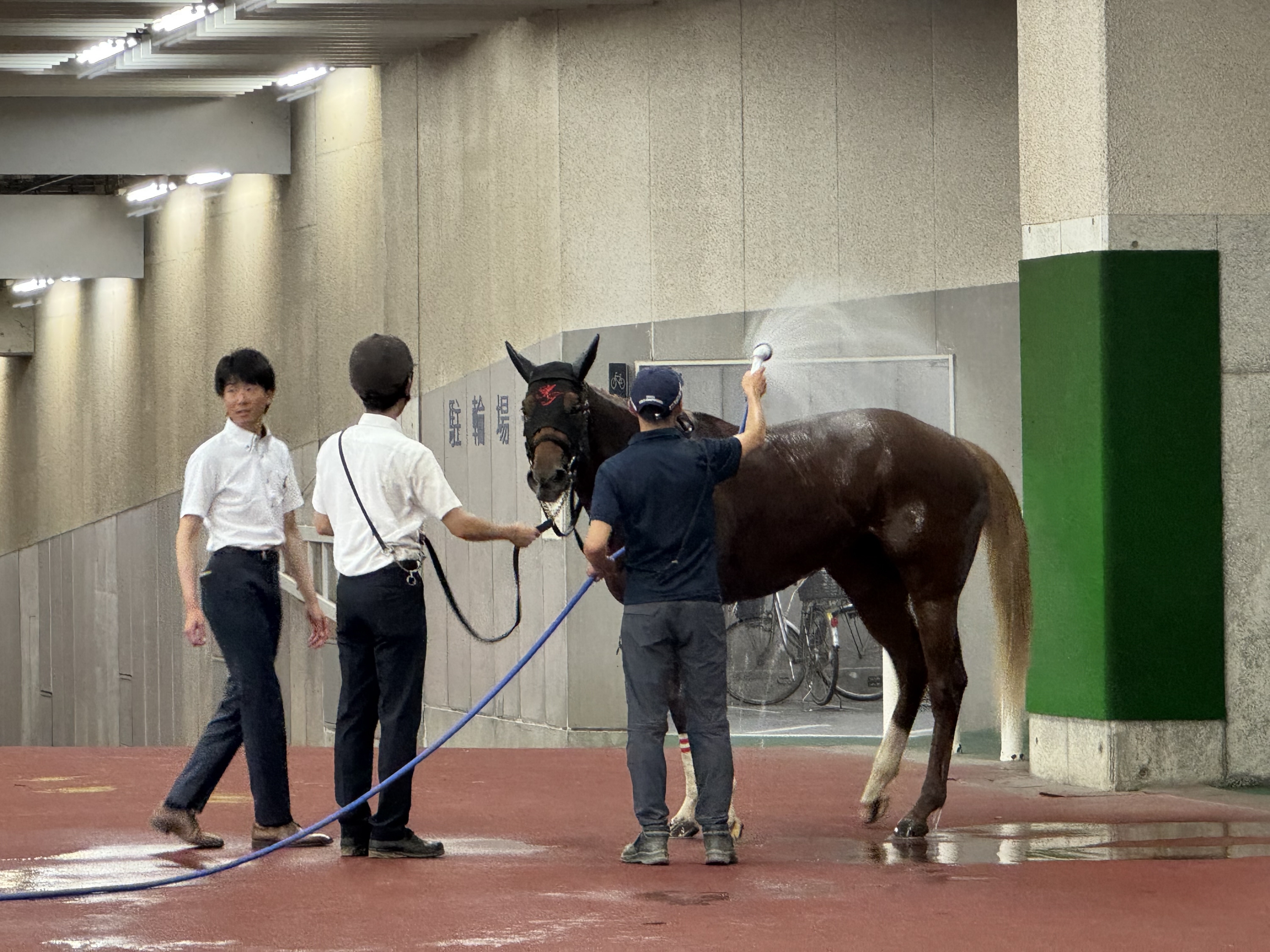 なぎさの競馬手帖】久しぶりの新潟出張 - サンスポZBAT!