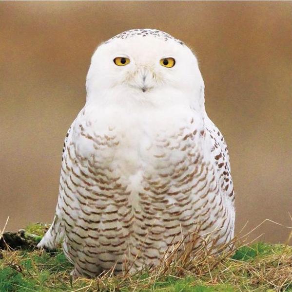 話題の写真集 この鳥は誰 さまざまな萌え顔が誘う野鳥の世界 鳥くん著 鳥の正面顔 1 5ページ イザ