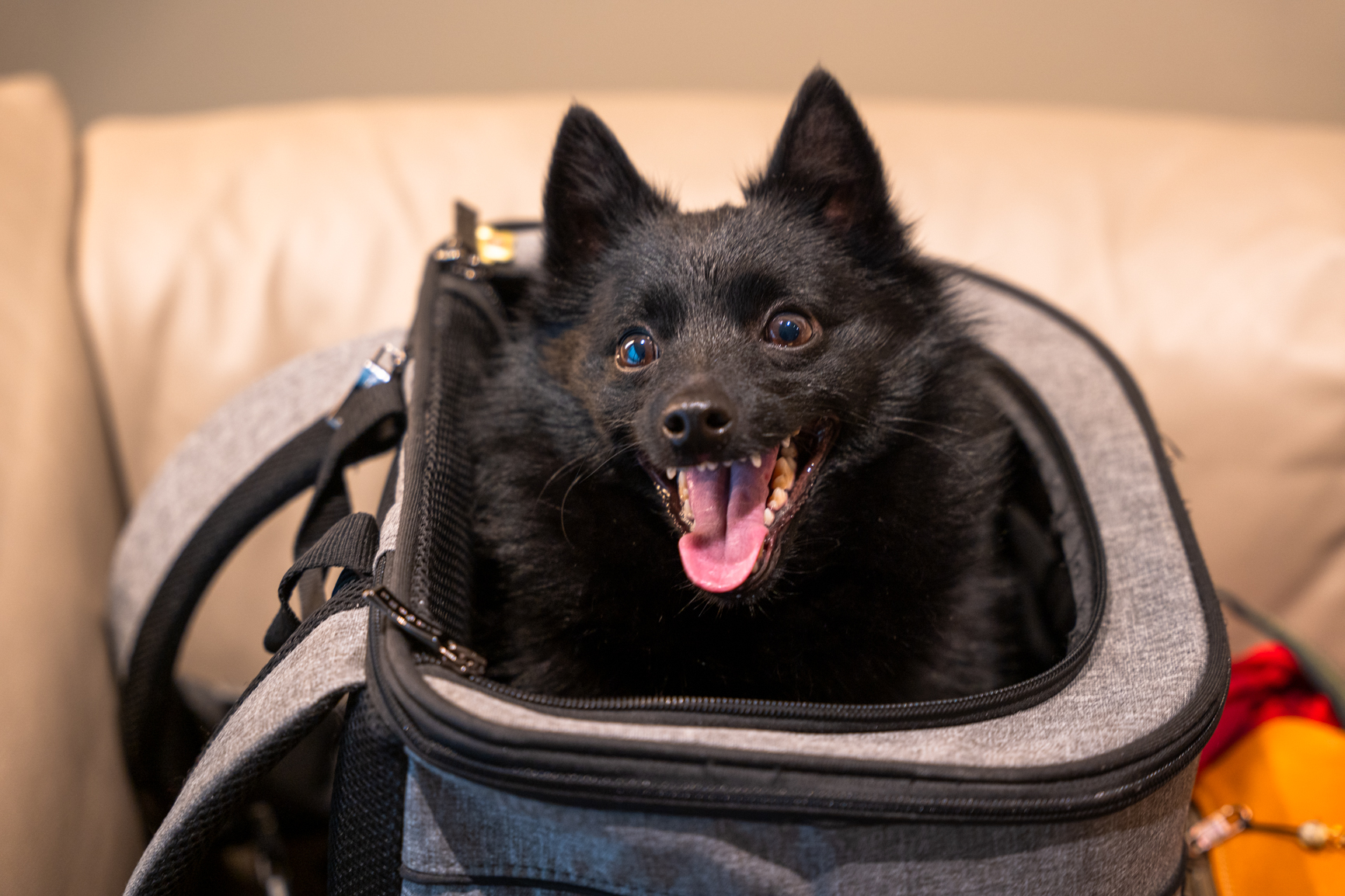 ティファニーで黒犬を - イザ！