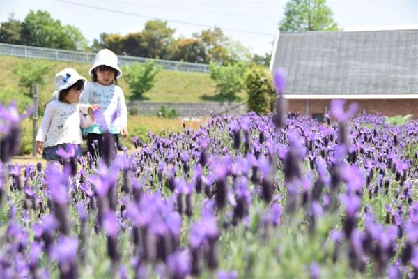 ５万本のラベンダー咲き誇る 和歌山のハーブ園 産経ニュース