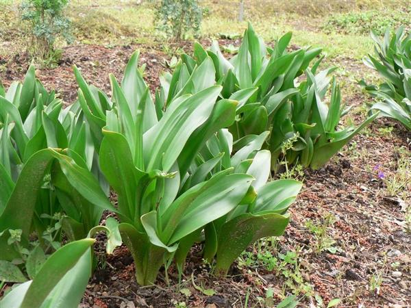 食の安全考 スイセンをニラと間違えて食べてしまったら そっくりの有毒植物にご注意を イヌサフランなど死亡例も 1 3ページ 産経ニュース