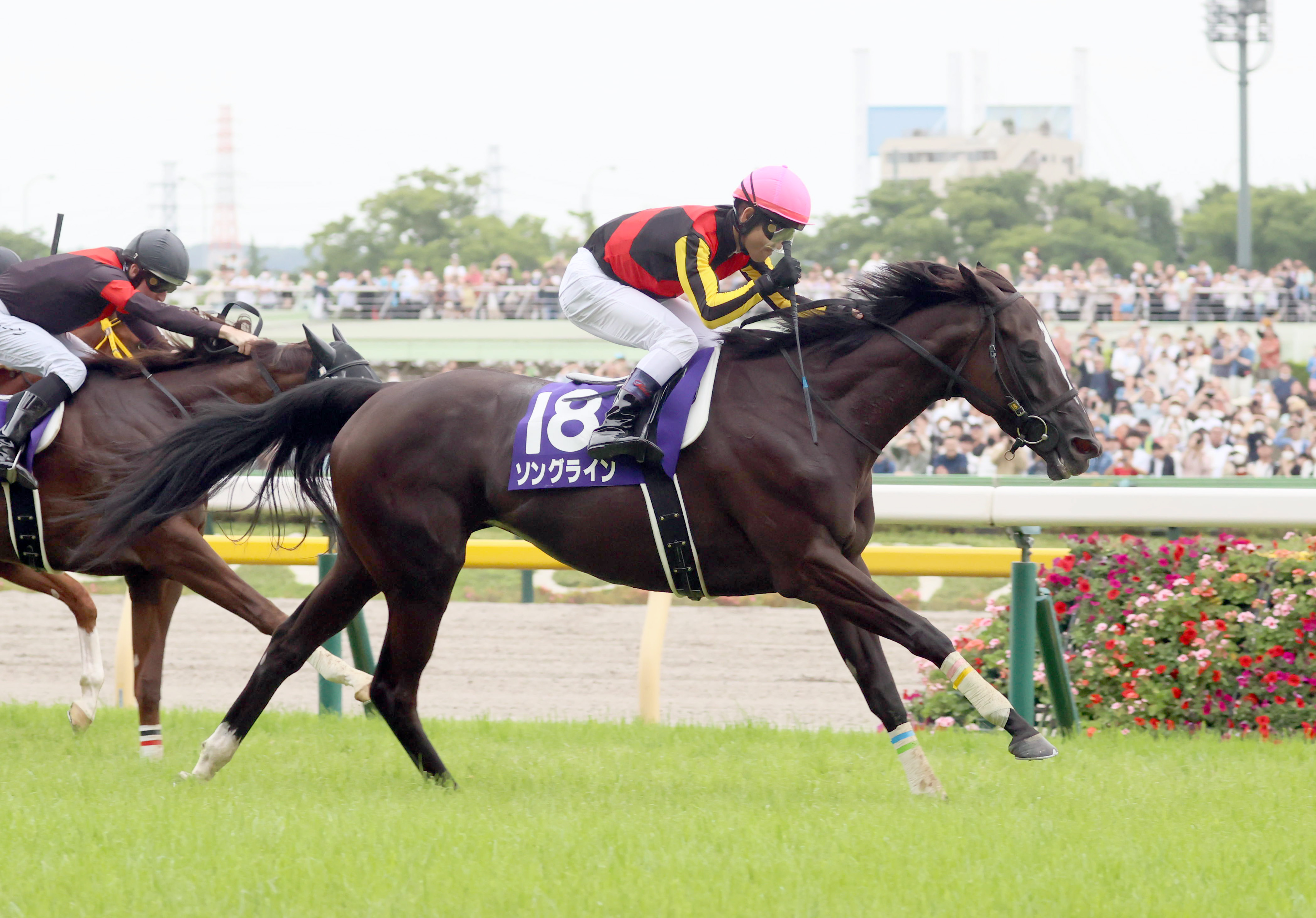 ソングラインは引き続き戸崎圭太騎手とのコンビで秋初戦の毎日 ...