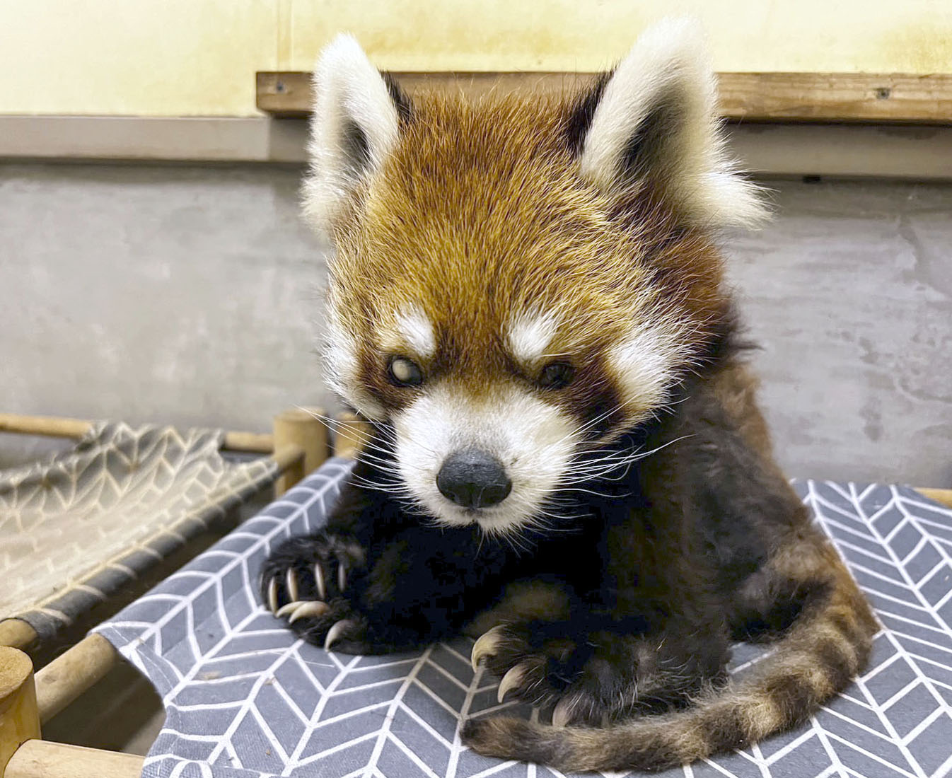 レッサーパンダ 風 太
