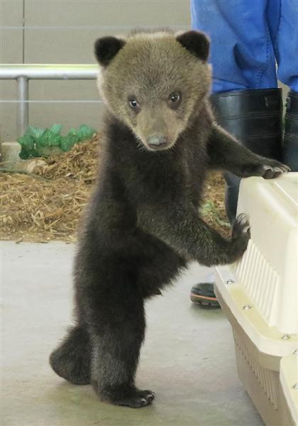 動画付き 里子ヒグマ すくすく 登別の牧場で野生の子グマお披露目 産経ニュース