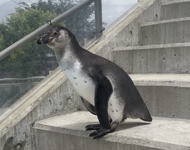 フンボルトペンギン5年ぶりのひなに「イクラ」と命名 みんなの愛届け