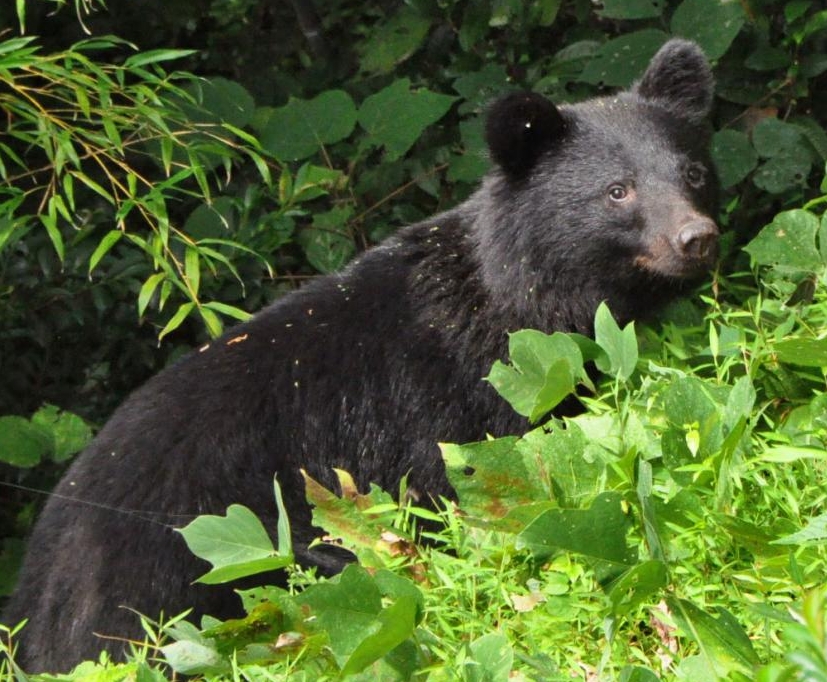 岩手県、クマの7年度捕獲上限数を過去最高の796頭に設定 出没と