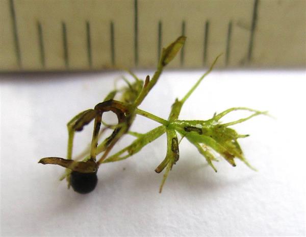 食虫植物ムジナモの発芽に１０年ぶり成功 羽生市の保存会 埼玉 産経ニュース