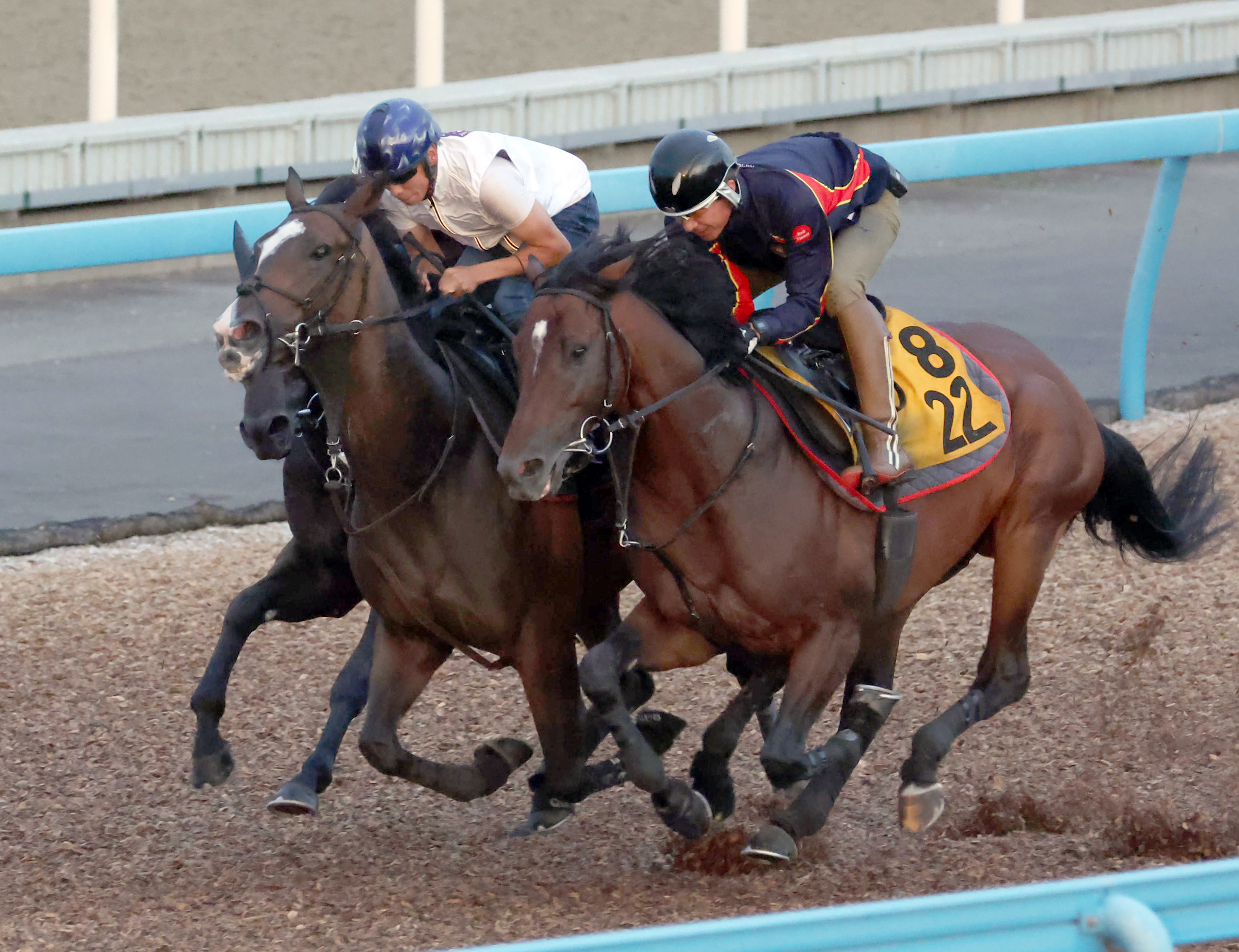 【紫苑Ｓ】ヒップホップソウルが３頭併せで闘志むき出し最先着 Ｗ ...