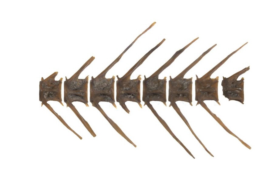 魚の骨っぽい枯木 魚の骨っぽい枯木 魚の骨っぽい枯木