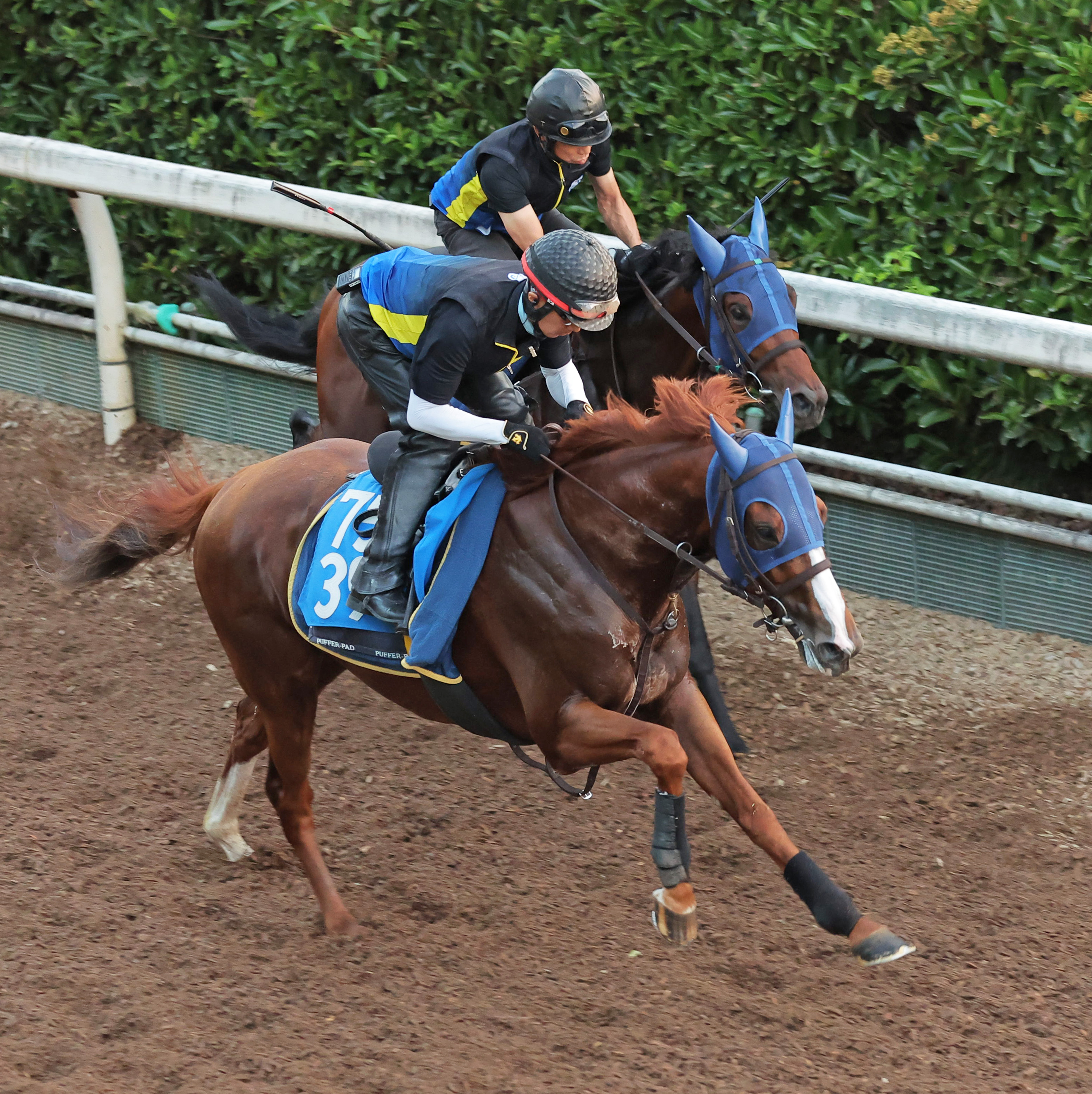 関屋記念 木曜追い切り】ハクサンバード坂路で活気十分2馬身半