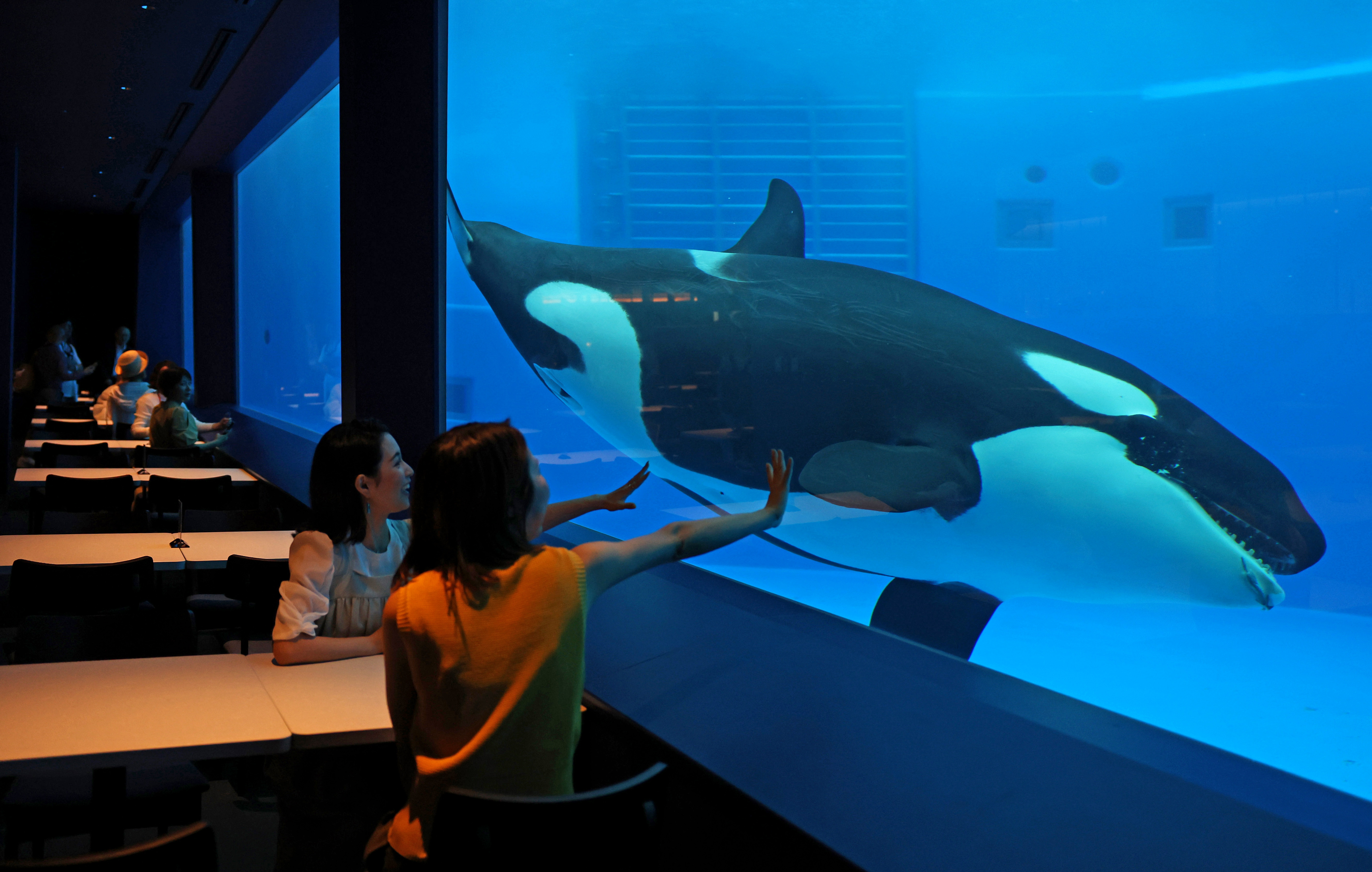 値下げ×】スワロフスキー オルカ シャチ オブジェ【廃盤】 値下げ