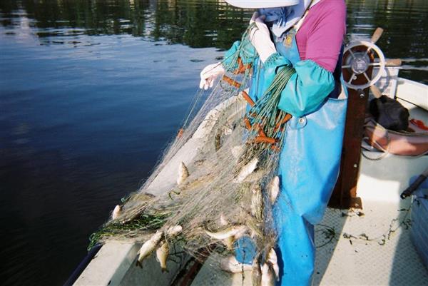 琵琶湖の外来魚が謎の半減 大半はブルーギル 生態系に変化か 滋賀県が実態調査へ 1 2ページ 産経ニュース