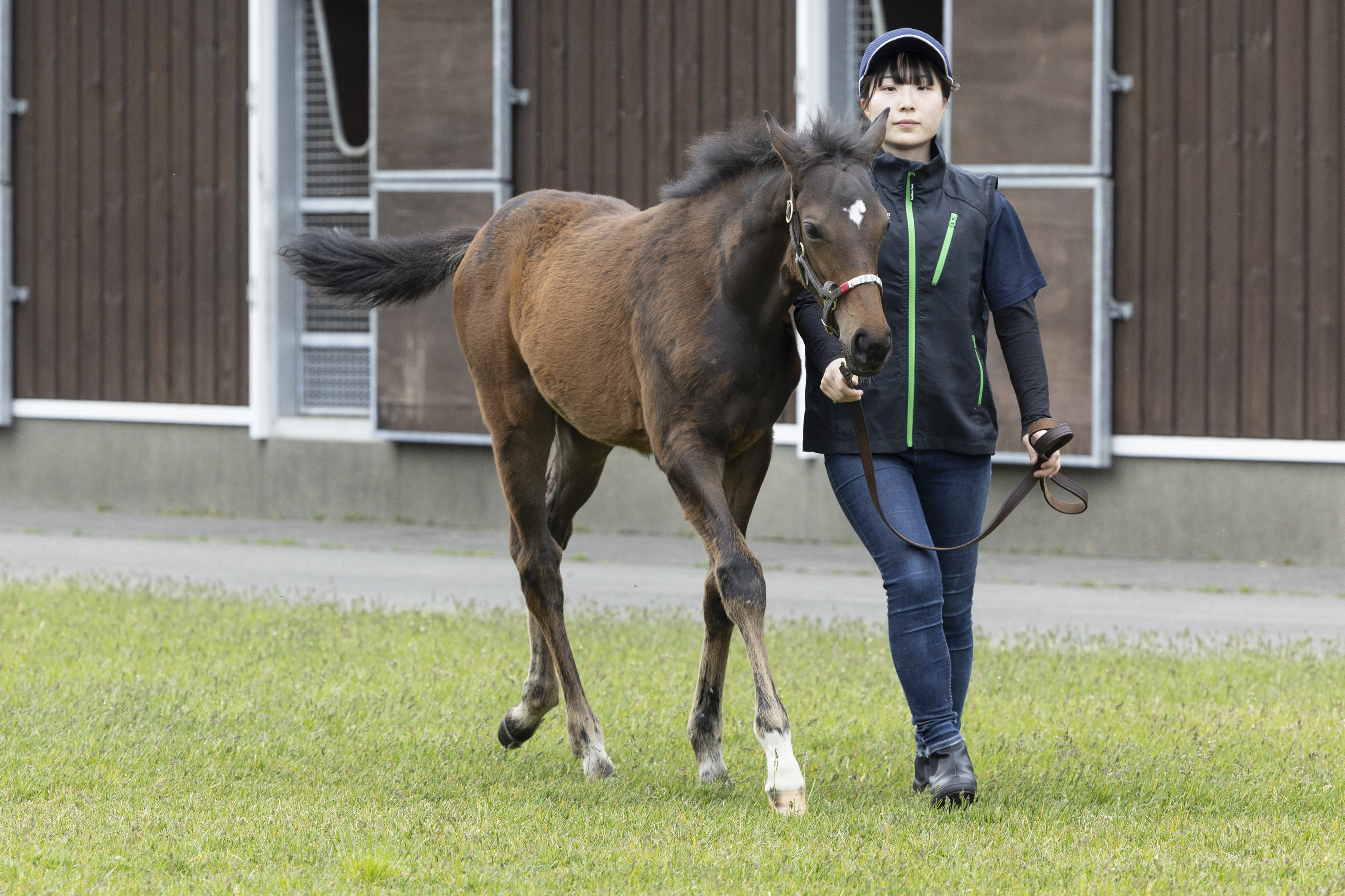 2024キズナ産駒　馬主の権利　合計13万円分　競馬　蹄　ゼッケン　ムチ 2024キズナ産駒 馬主の権利 合計13万円分 競馬 蹄 ゼッケン ムチ