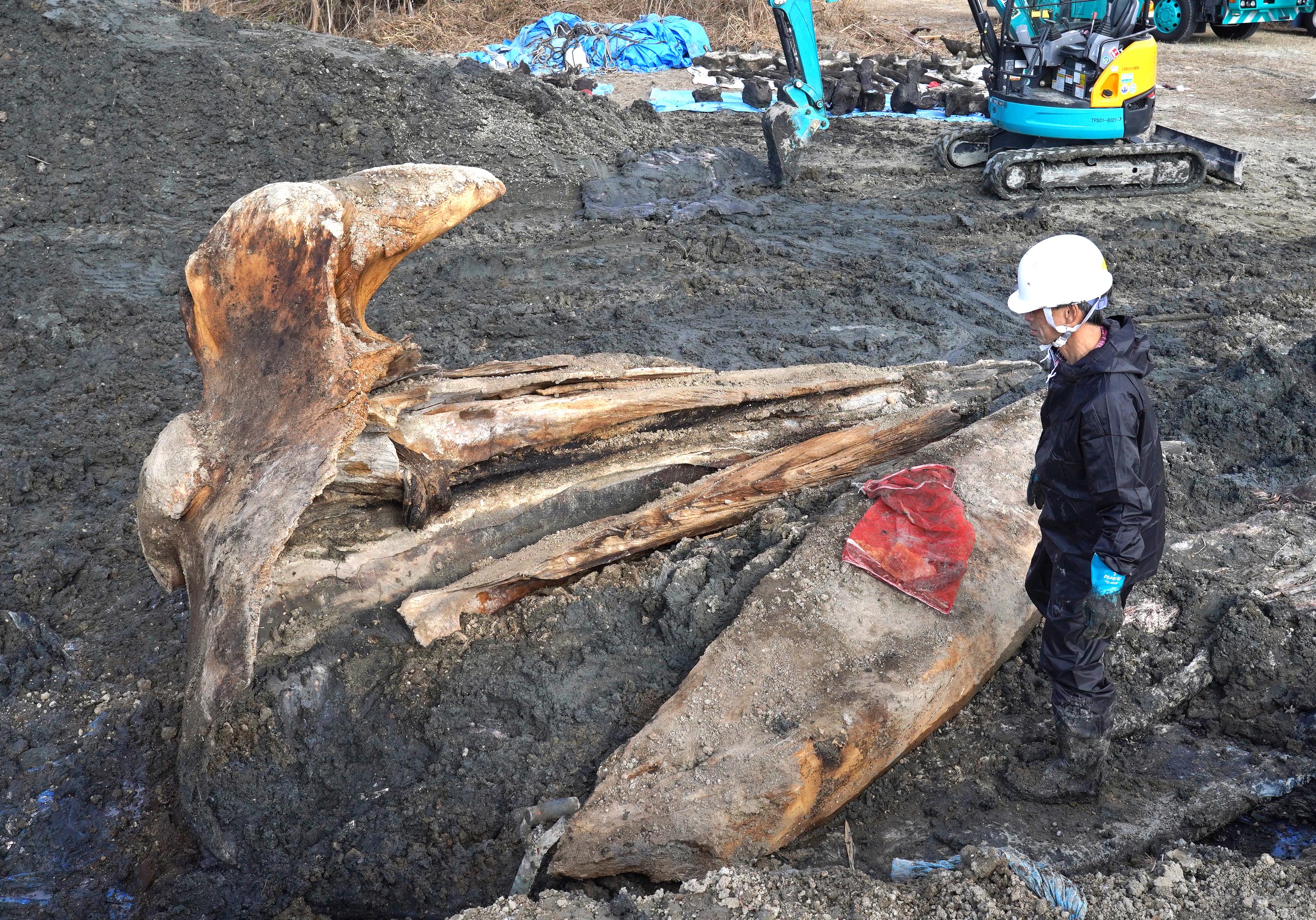 動画】大阪湾の迷いクジラ、2年ぶりに死骸を掘り起こし 骨格標本に