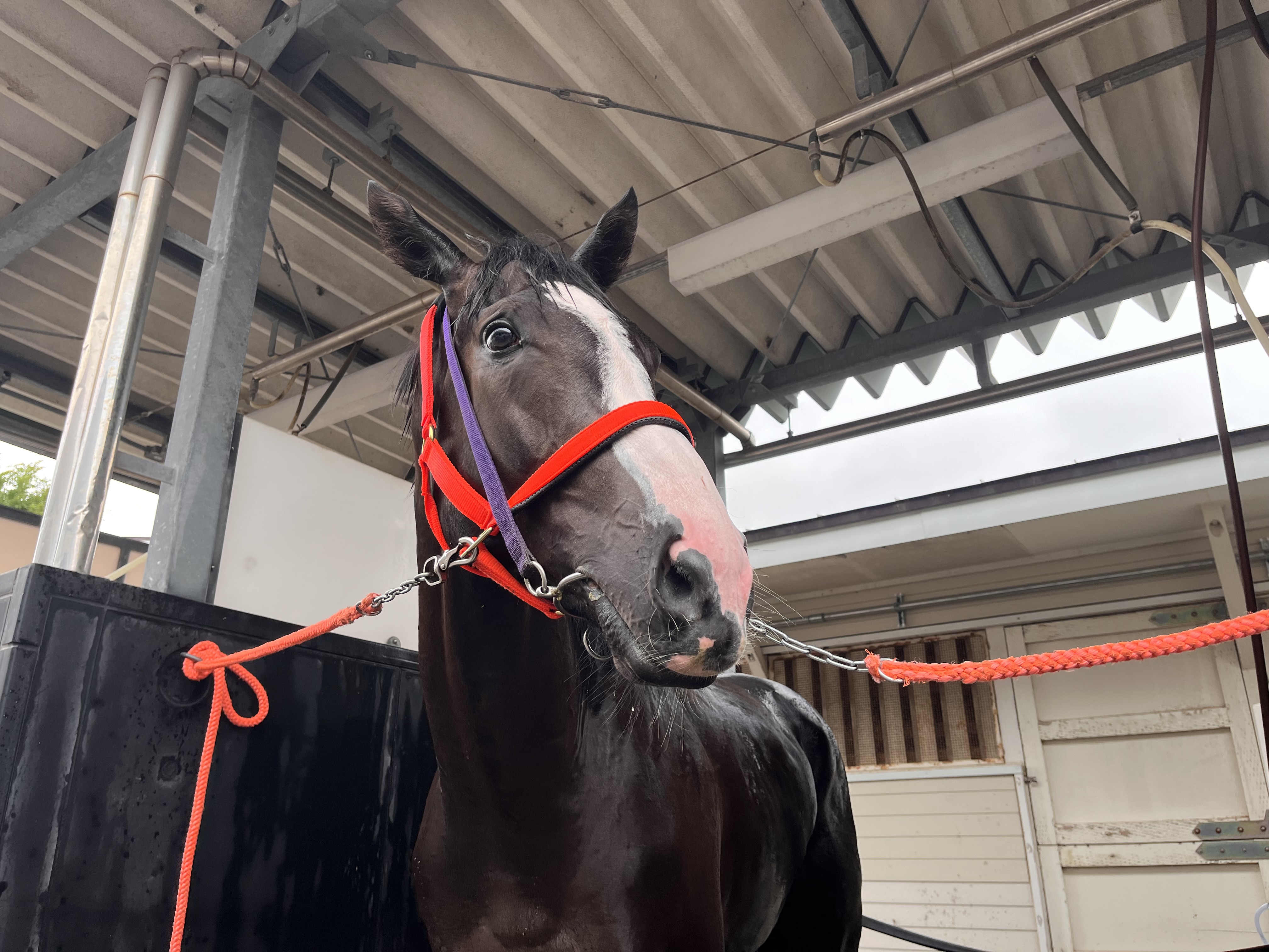 桜至郎の競馬こばなし 縦〝桜〟無尽】続・続・粒揃いな2歳馬たち 平田