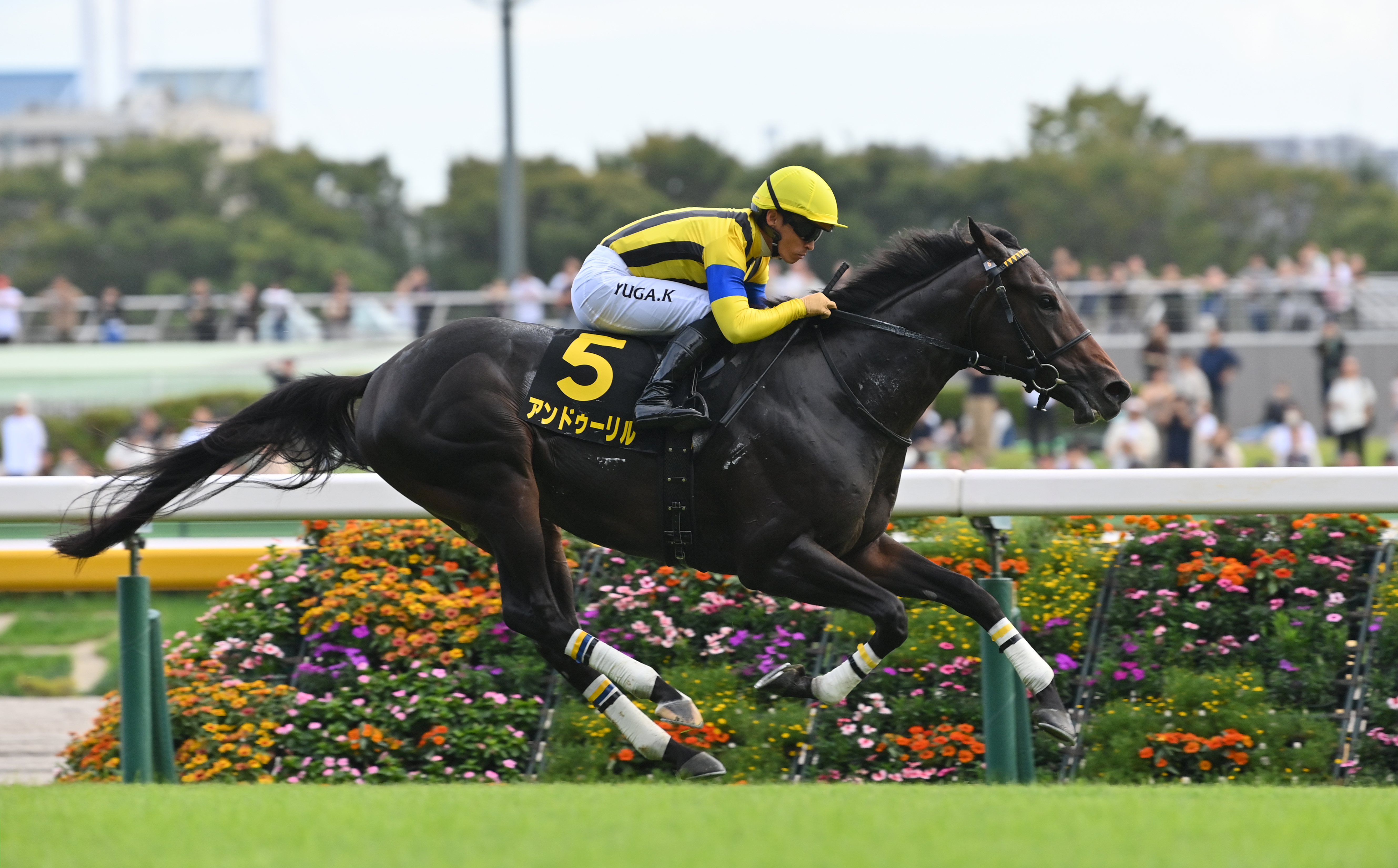 アイビーS】アンドゥーリルが2番手から抜け出し連勝 - サンスポZBAT!